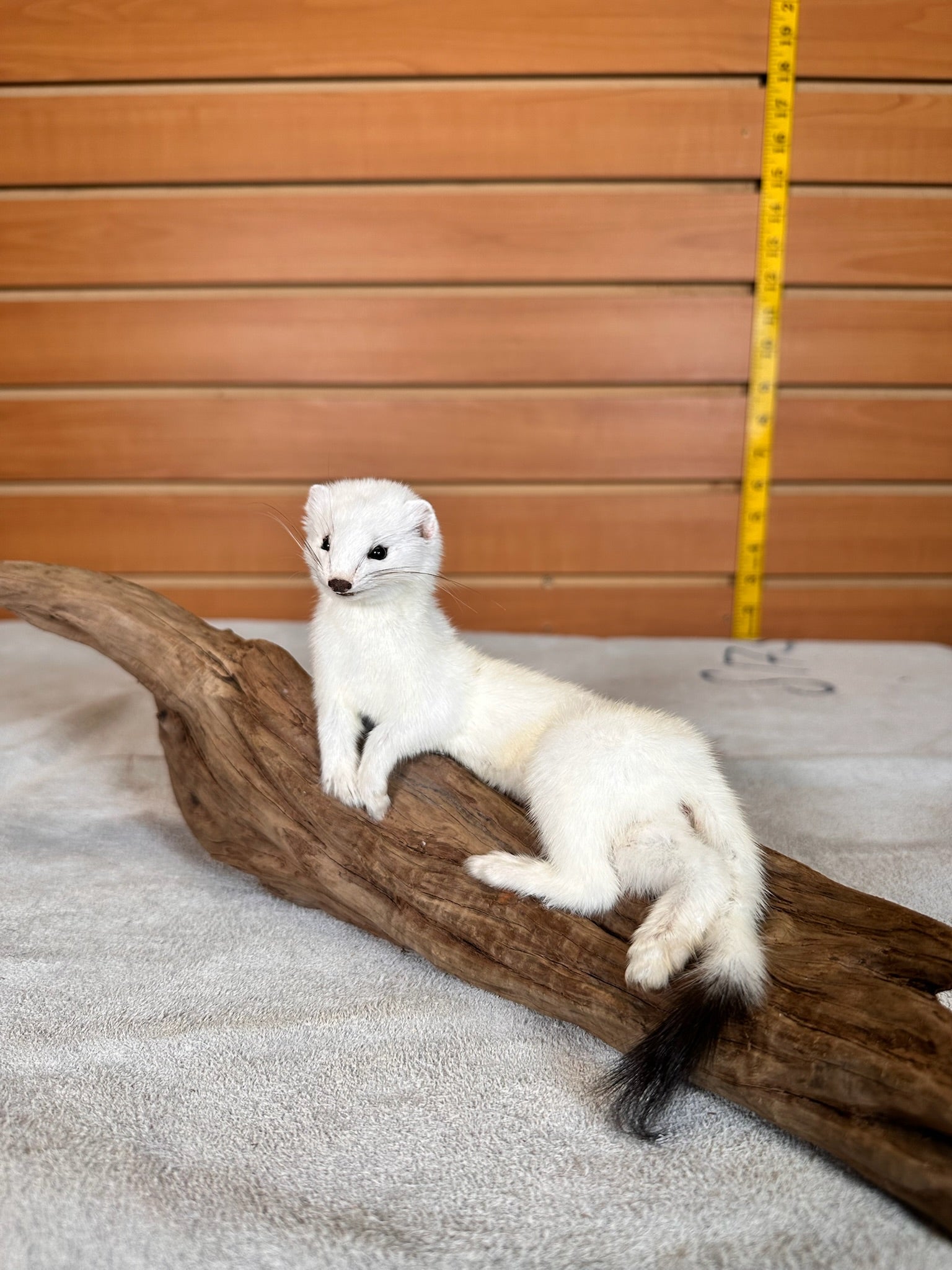 FHWEAS31 - Beautiful Adorable Weasel Ermine Small Animal Taxidermy