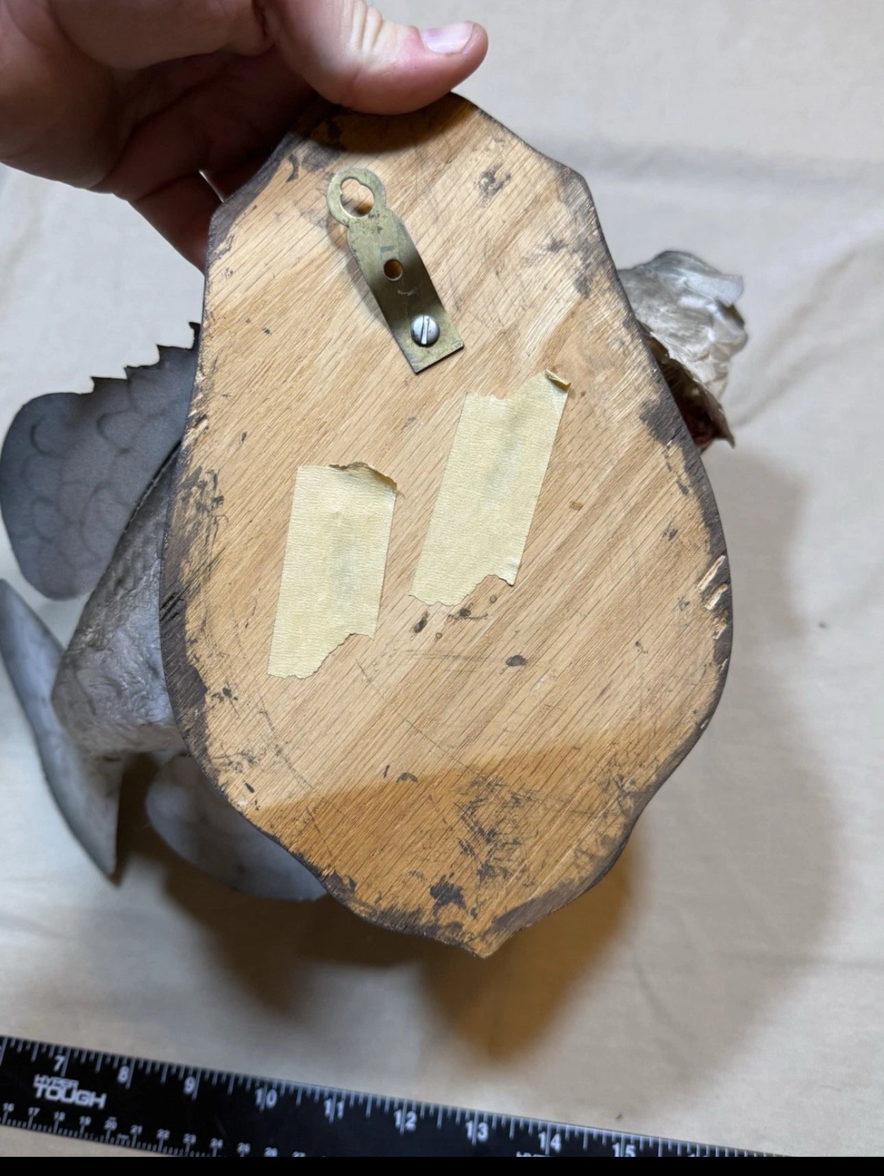 FHEB0817 - 12.5 Inch Crappie Taxidermy Mount