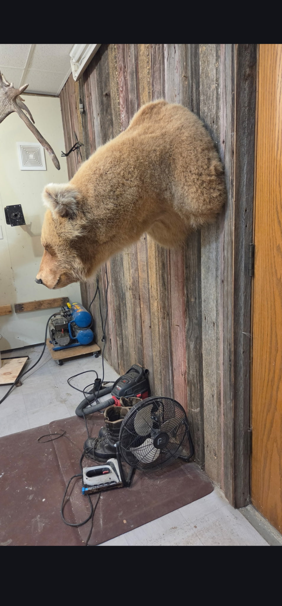 FHBRAD094 - Grizzly bear shoulder taxidermy mount