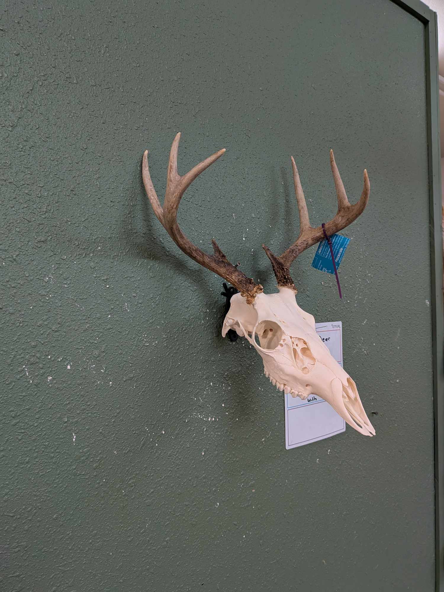 FHPATWT728- 4x4 whitetail deer skull mount 13” spread