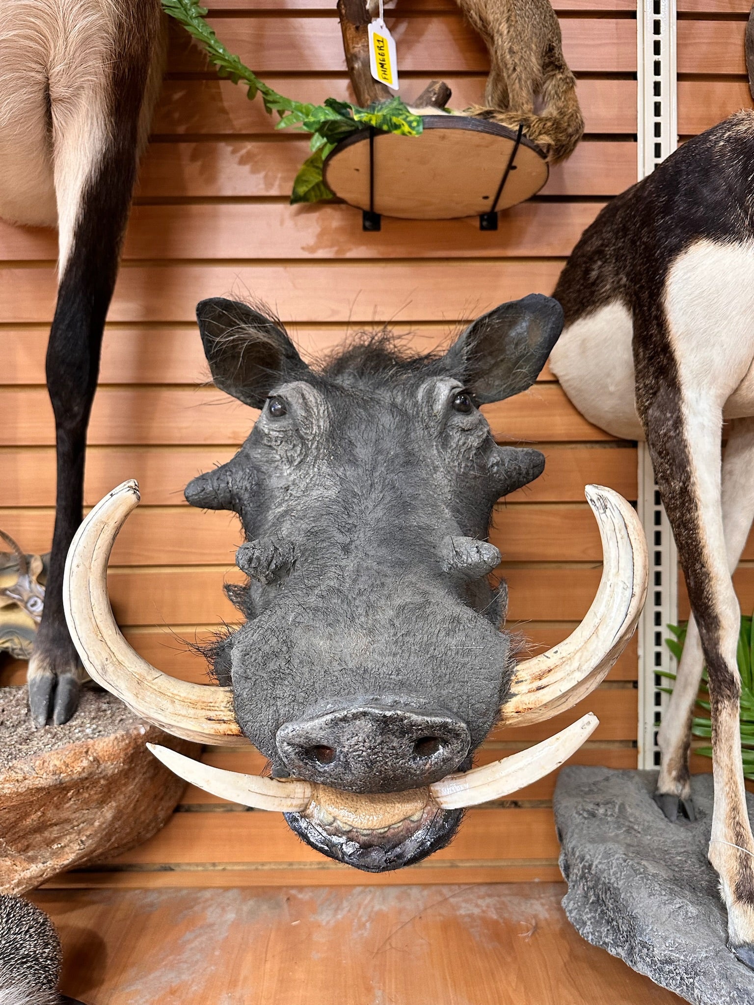 FHHOG1- warthog real tusks taxidermy mount