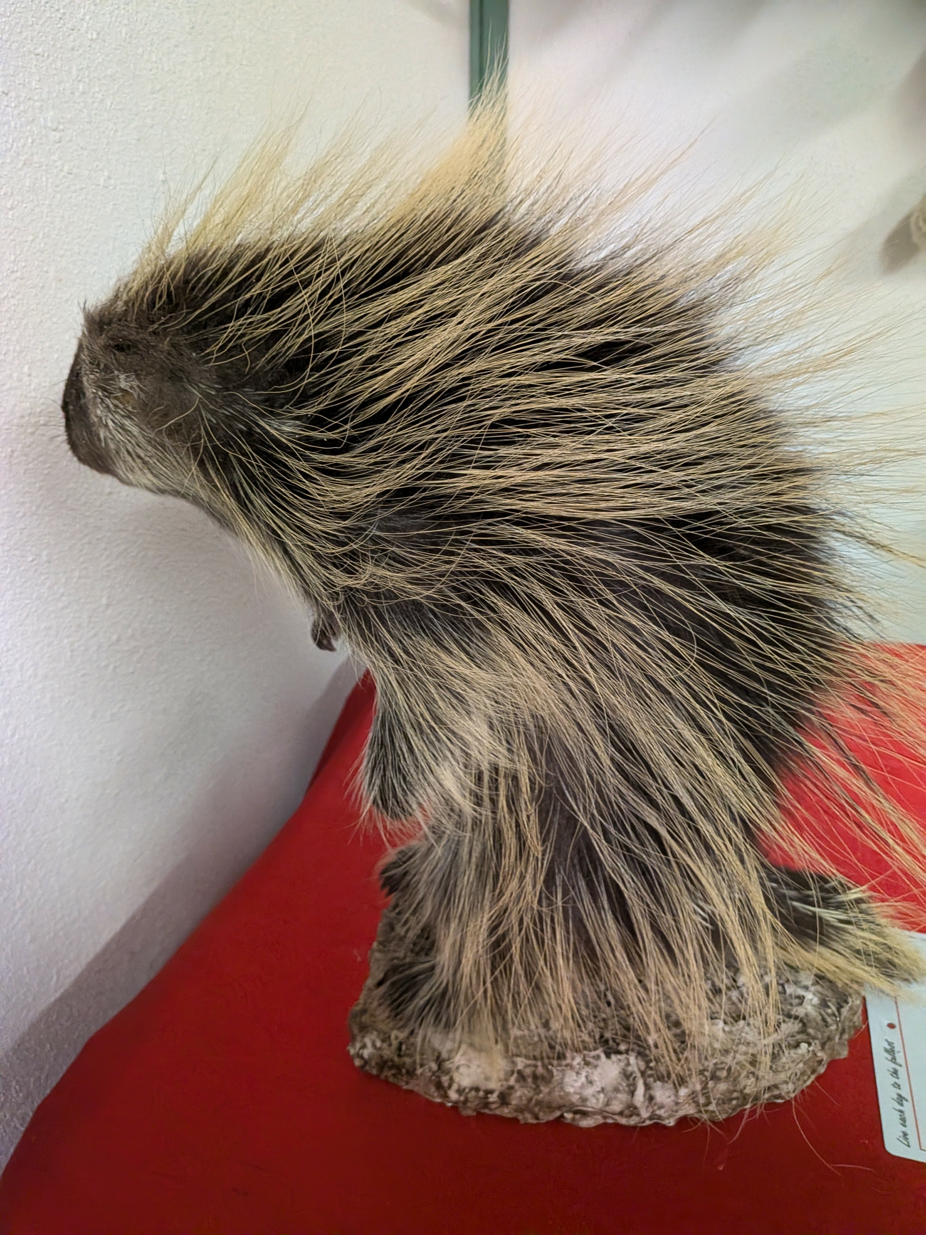 FHPAT14- Beautiful Montana Prime Winter Porcupine Full Taxidermy Mount