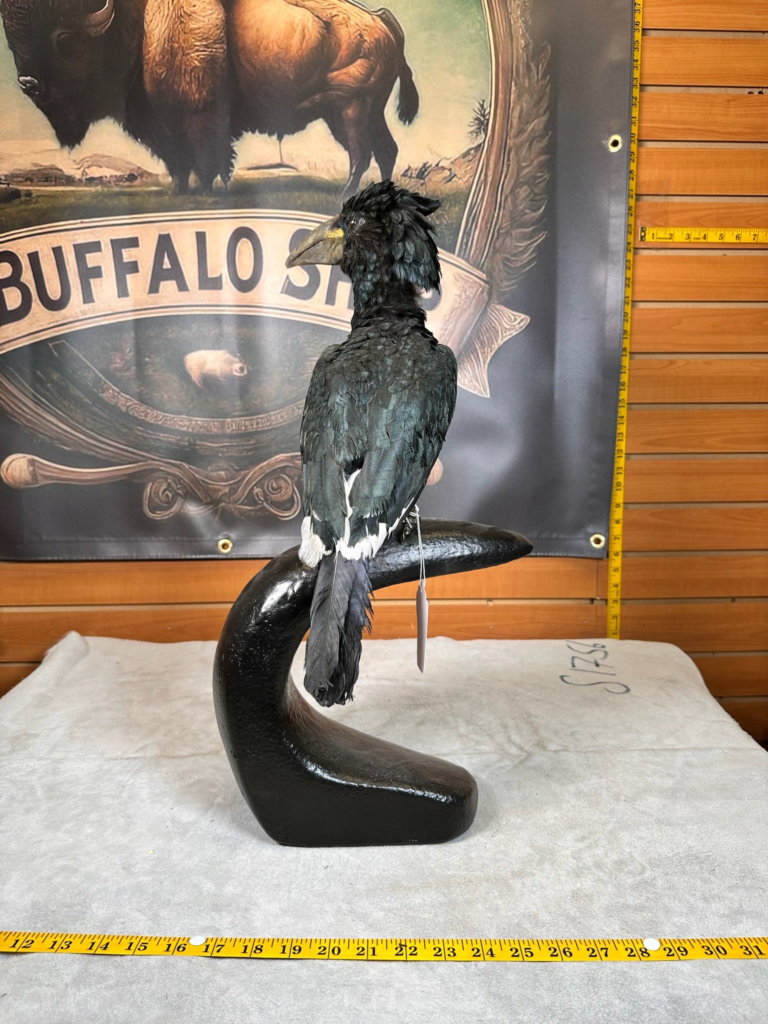 FHBIRD15- piping hornbill (Bycanistes fistulator) taxidermy mount