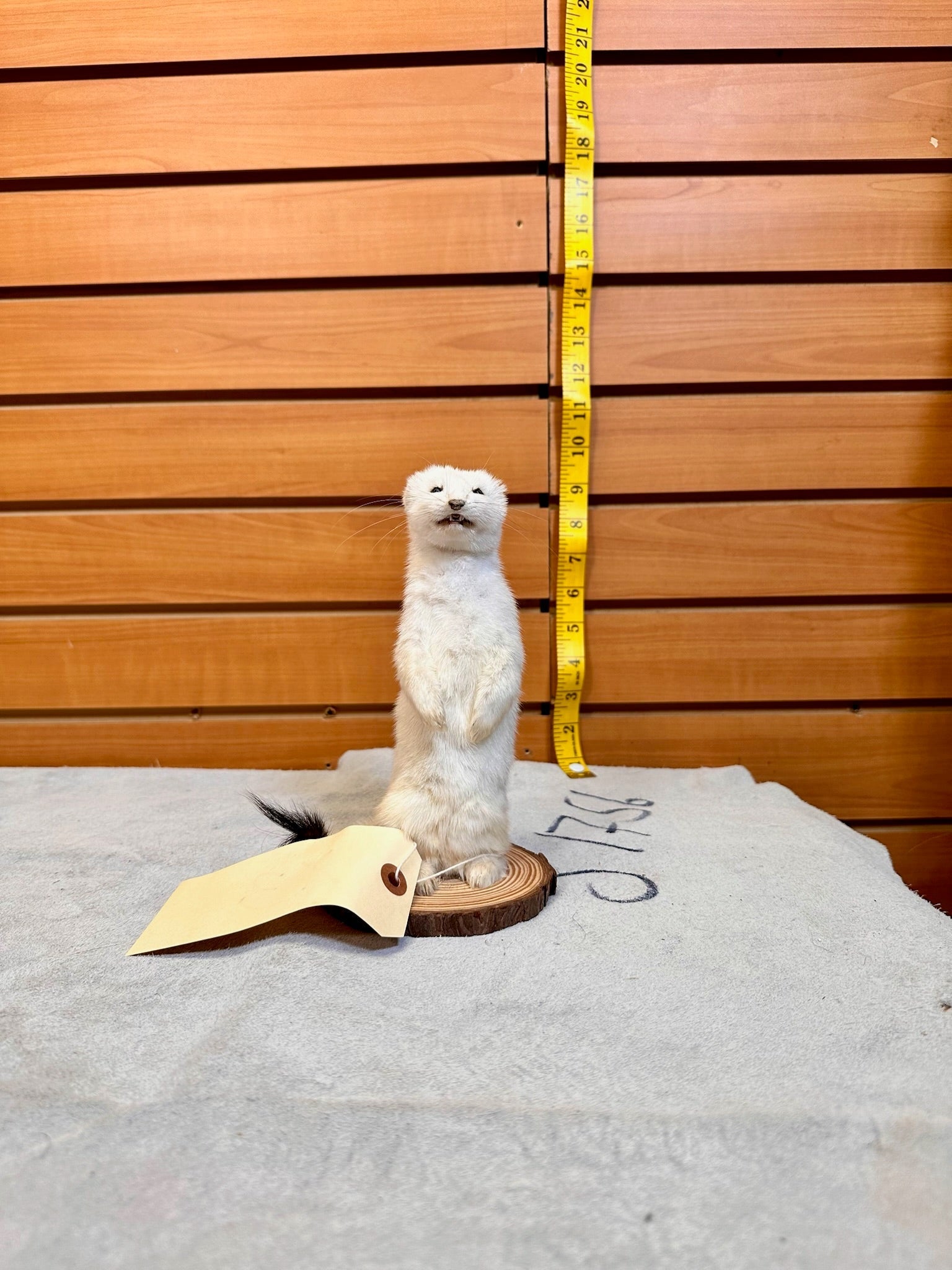 FHWEAS18 - Beautiful Adorable Weasel Ermine Small Animal Taxidermy