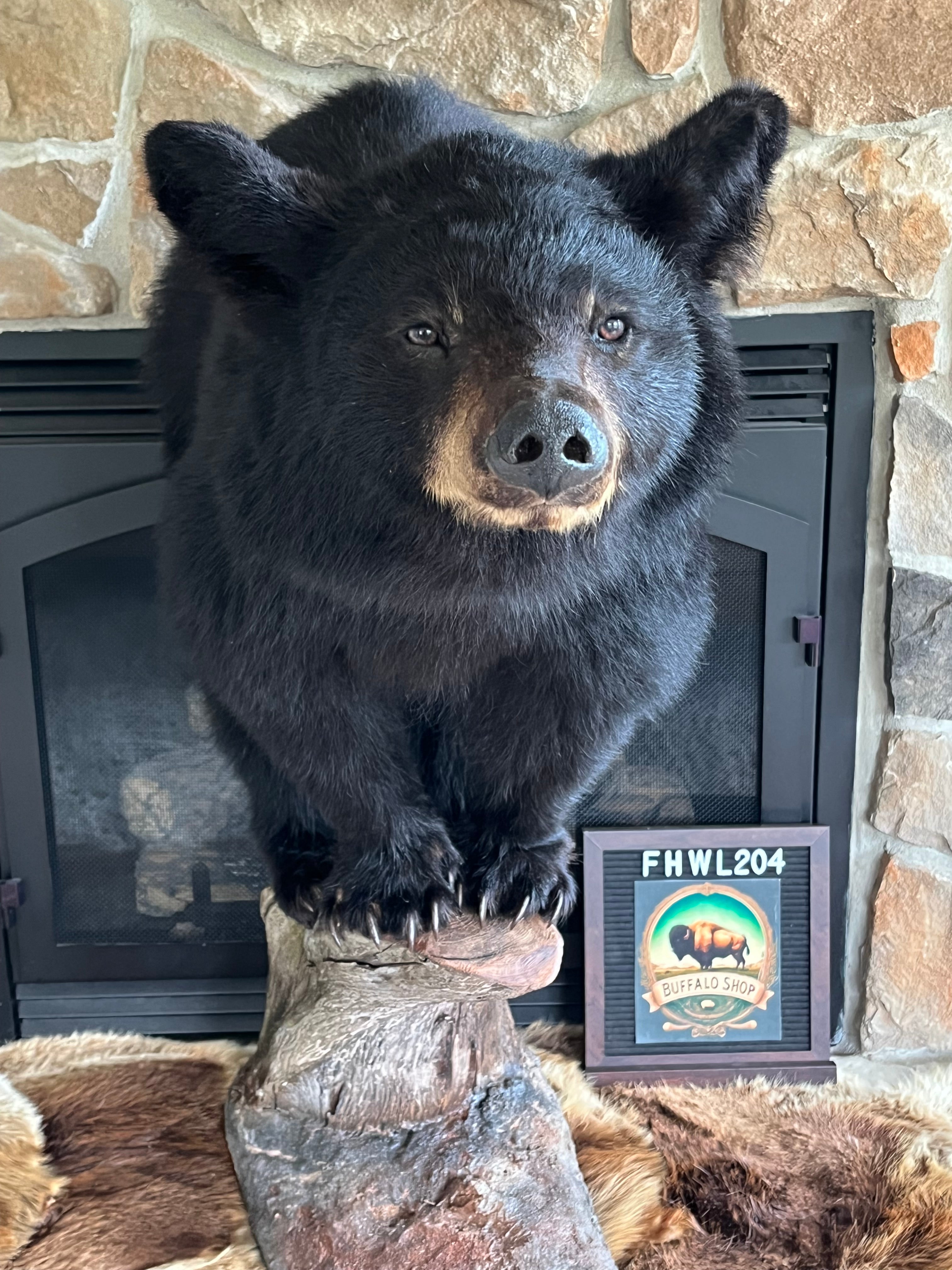 FHWL204 - Yearling Black Bear Cub Full Body taxidermy mount