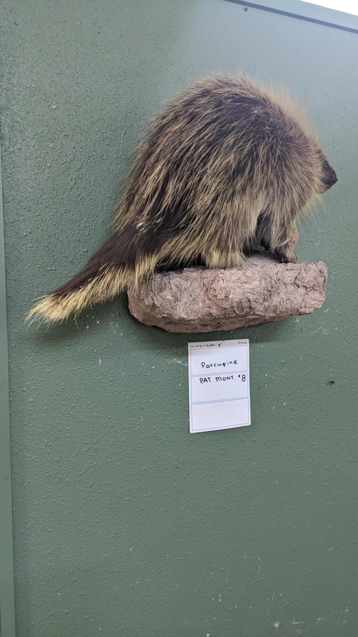 FHPAT8-premium porcupine taxidermy wall mount
