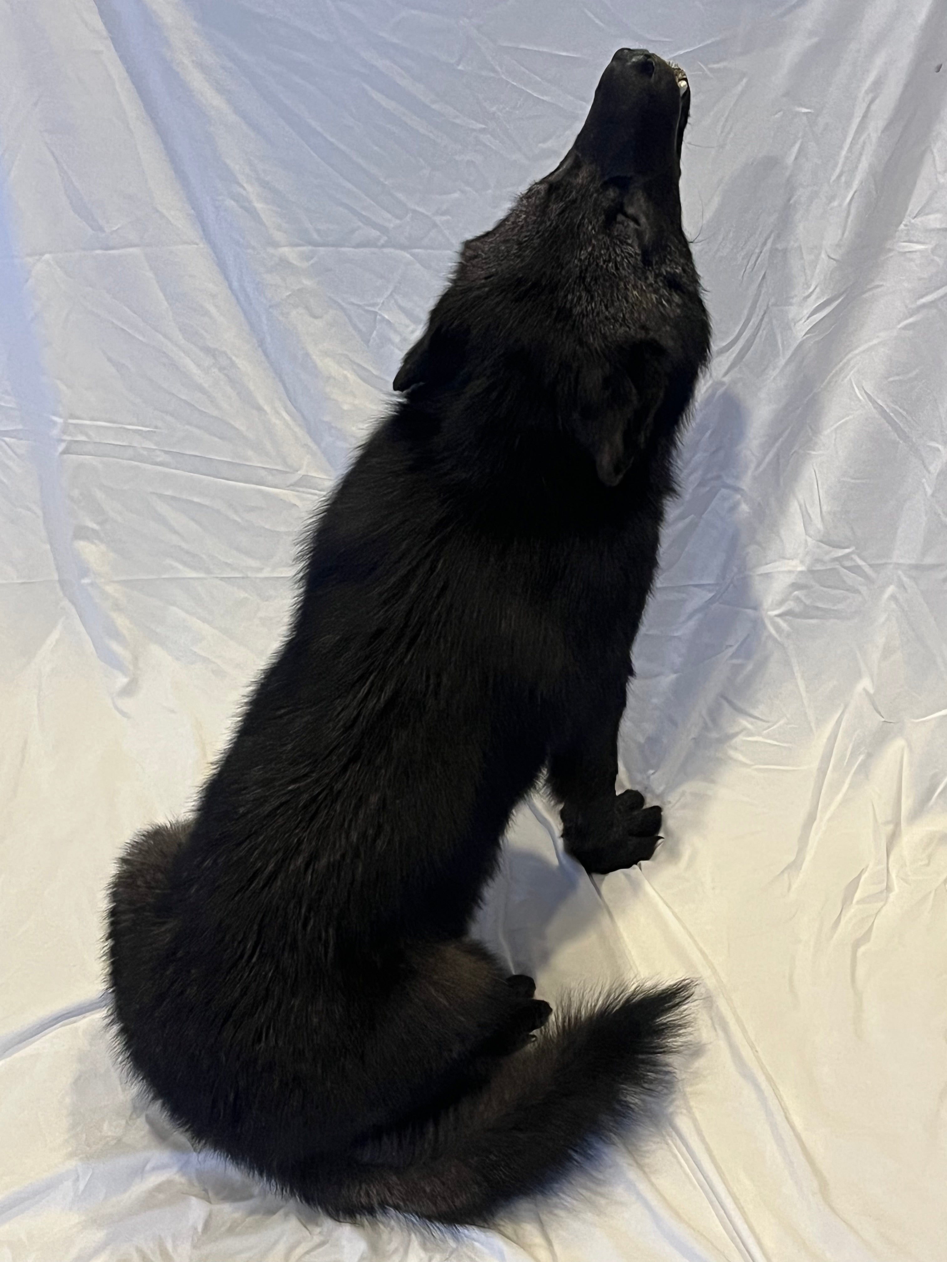 FHWL22- Rare Black Wolf Lifesize Taxidermy Mount