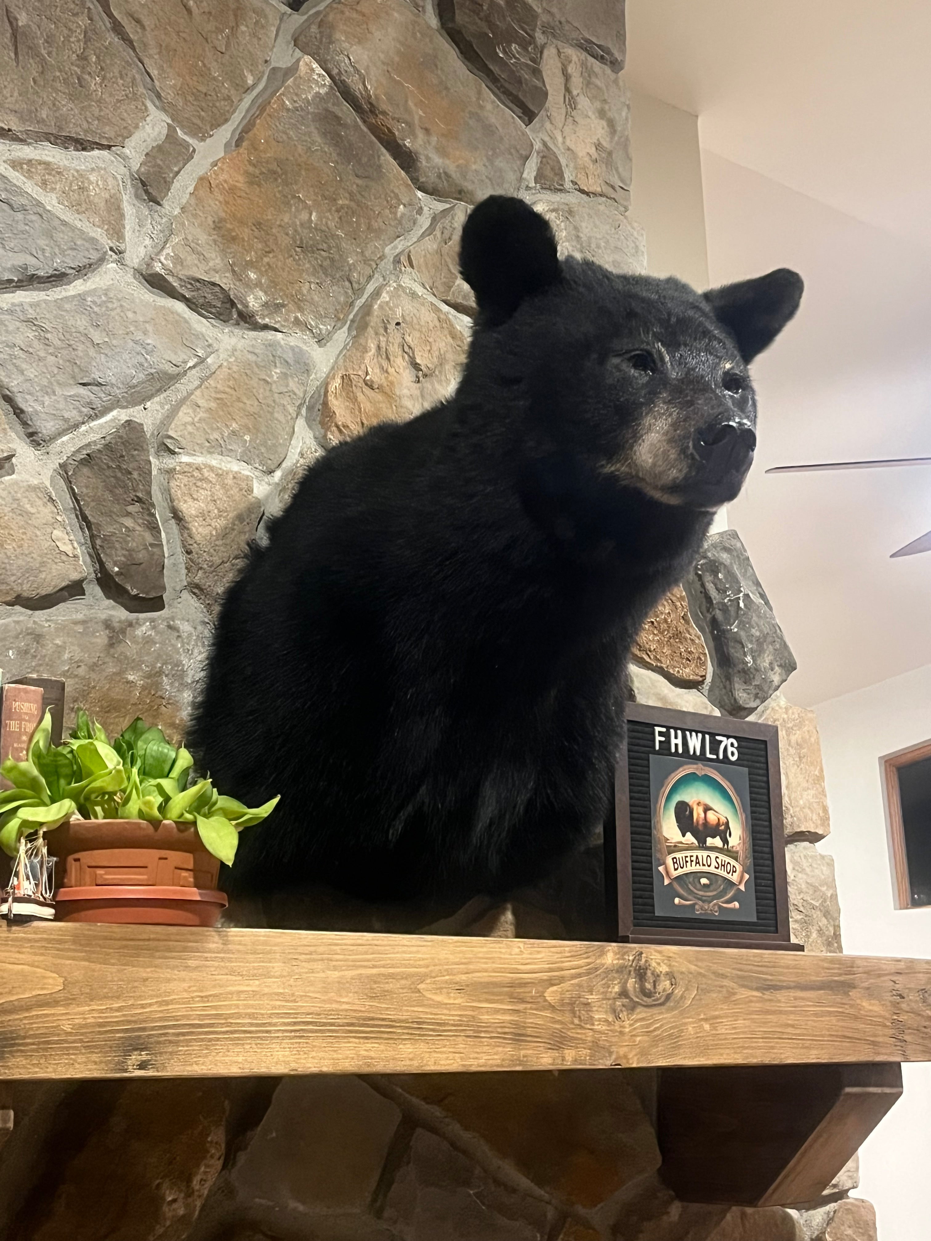 FHWL76 - Black Bear shoulder mount