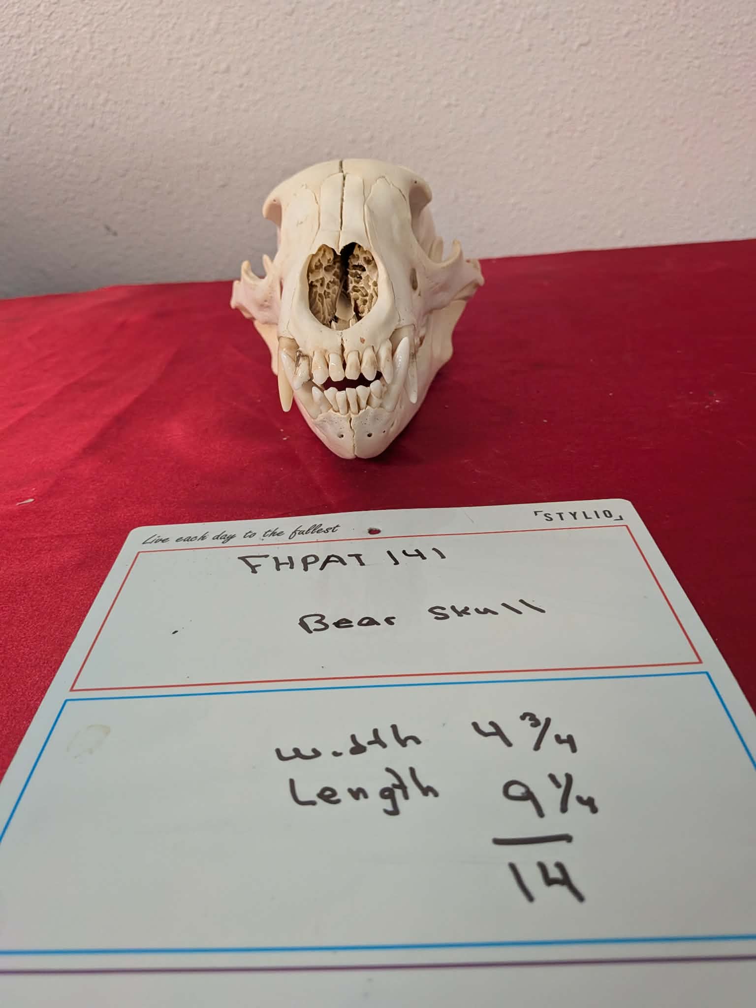 FHPAT141 -professionally cleaned black bear skull