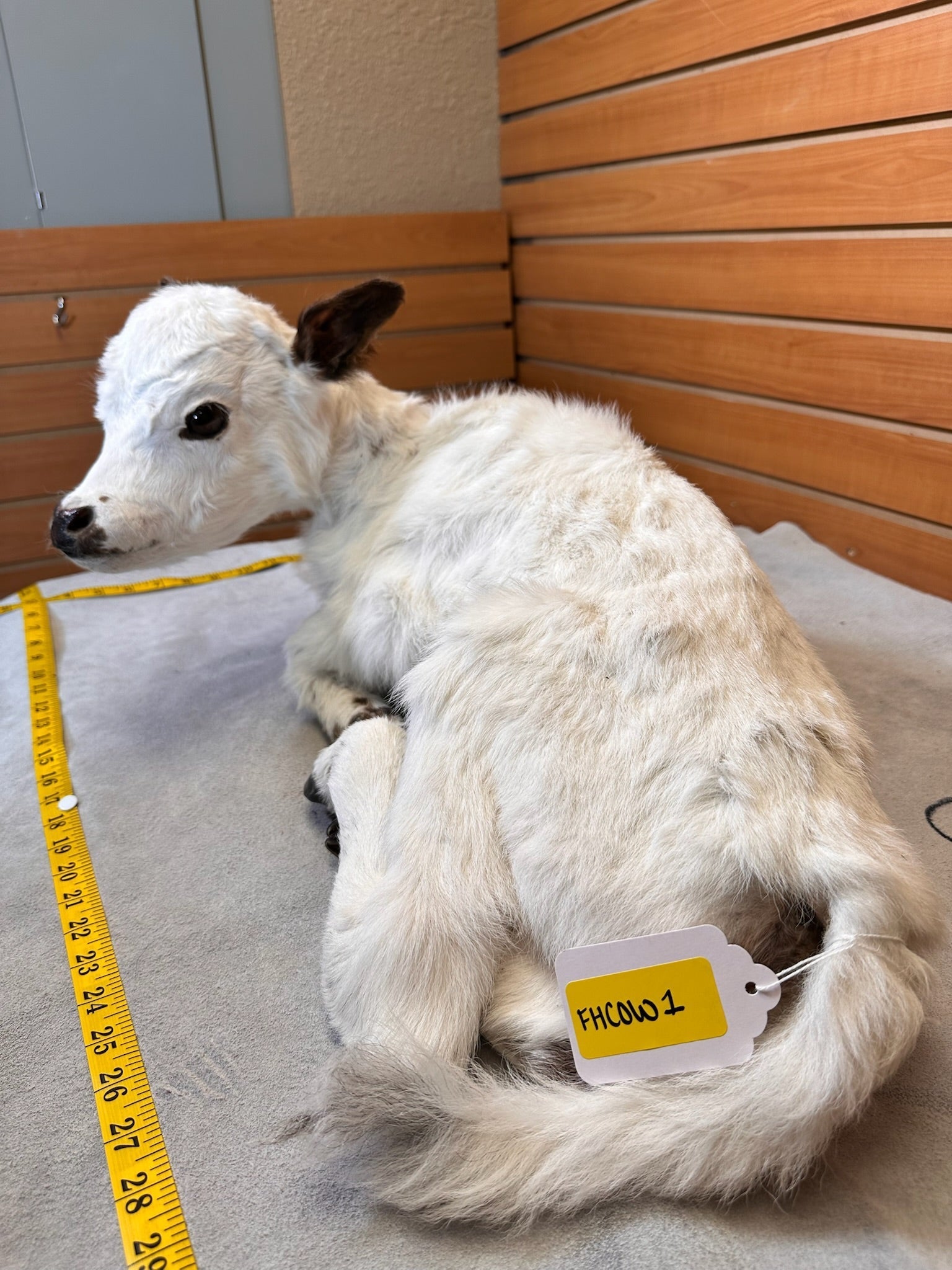 FHCOW1 - Baby British White Beef Calf Full Body Taxidermy Mount