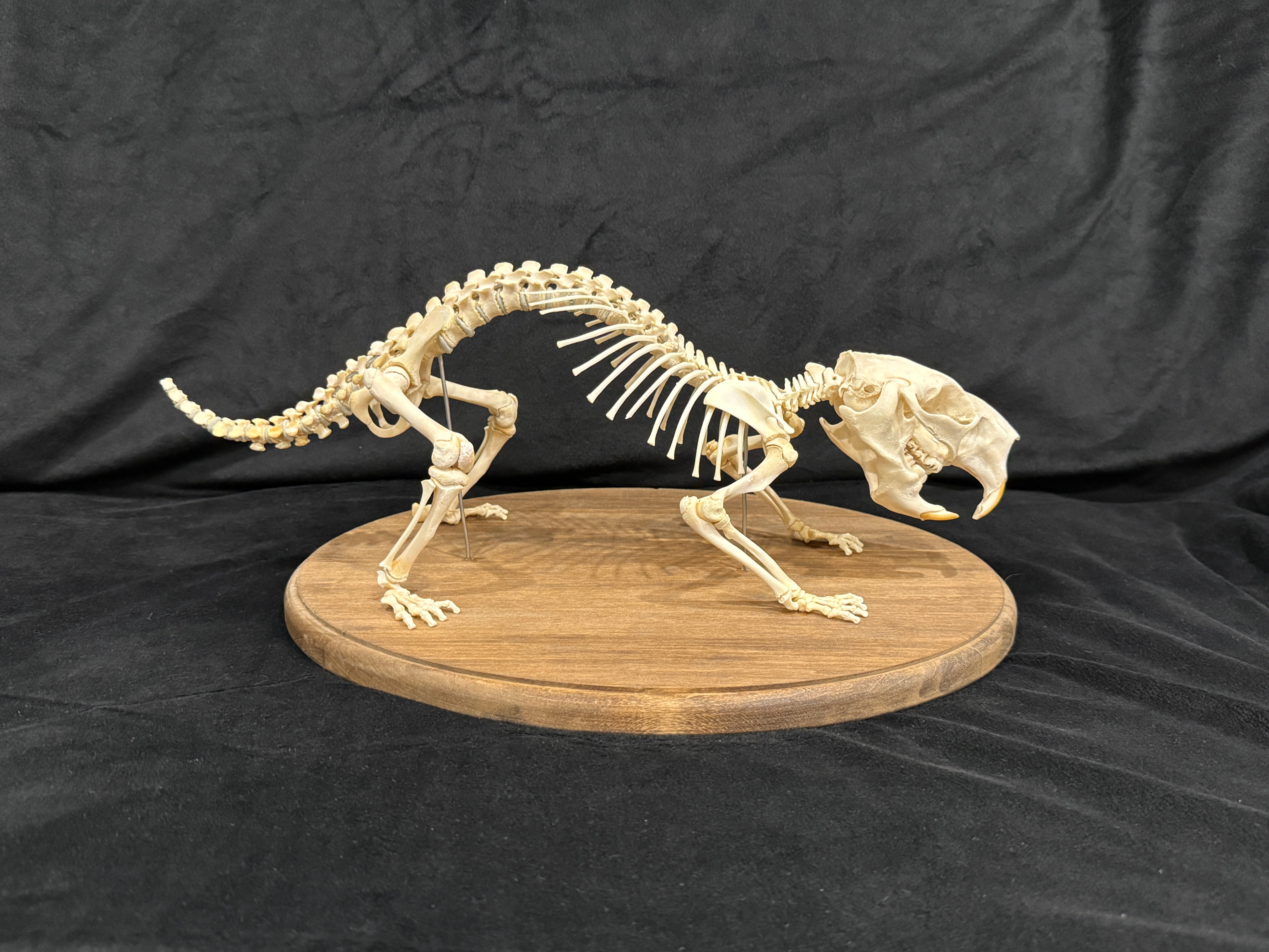 FHDA2 - Real North American Porcupine Articulated Skeleton taxidermy