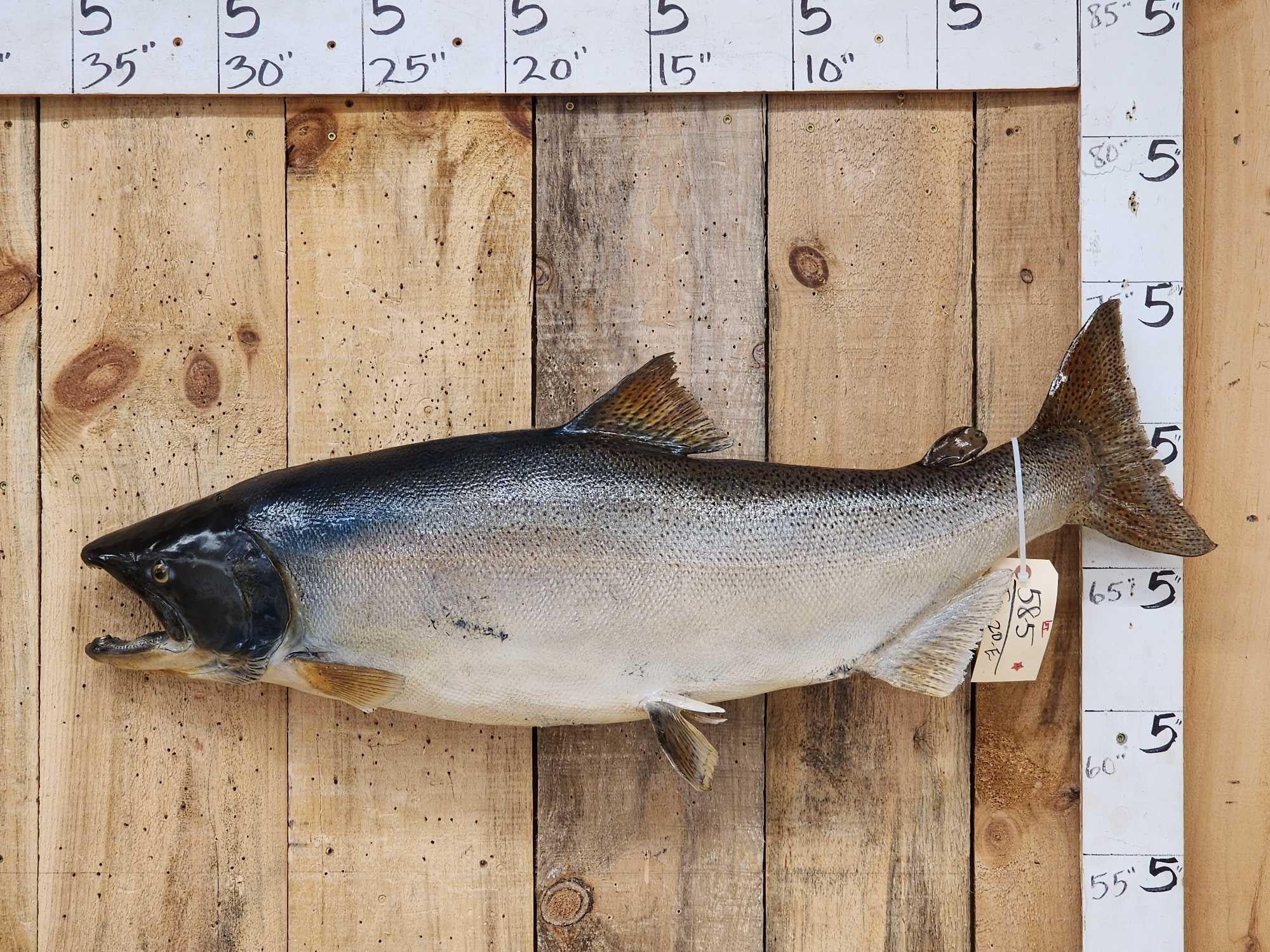 FHCM40 -41" King Salmon Real Skin Fish Taxidermy
