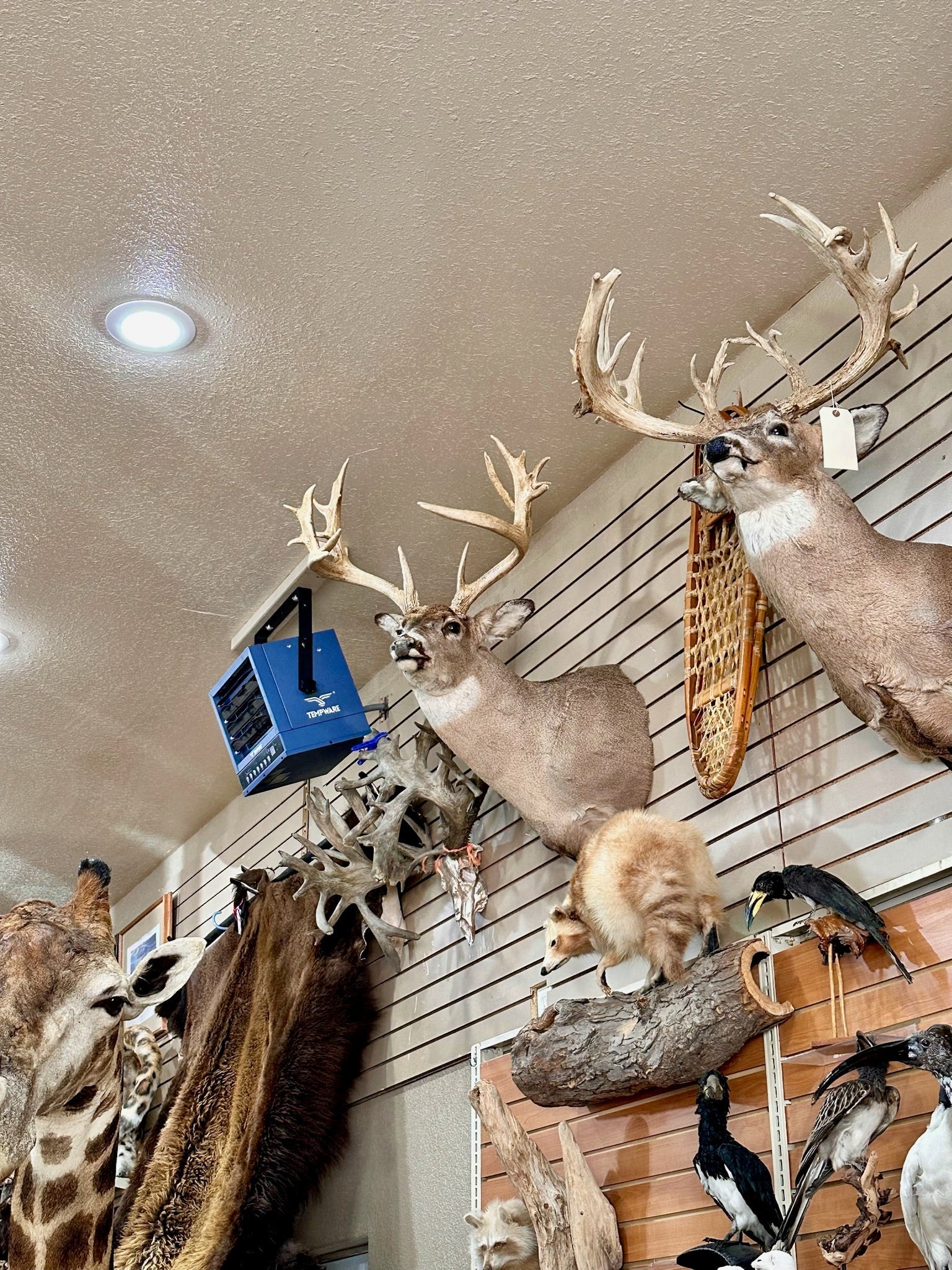 FH195- four whitetail taxidermy mounts