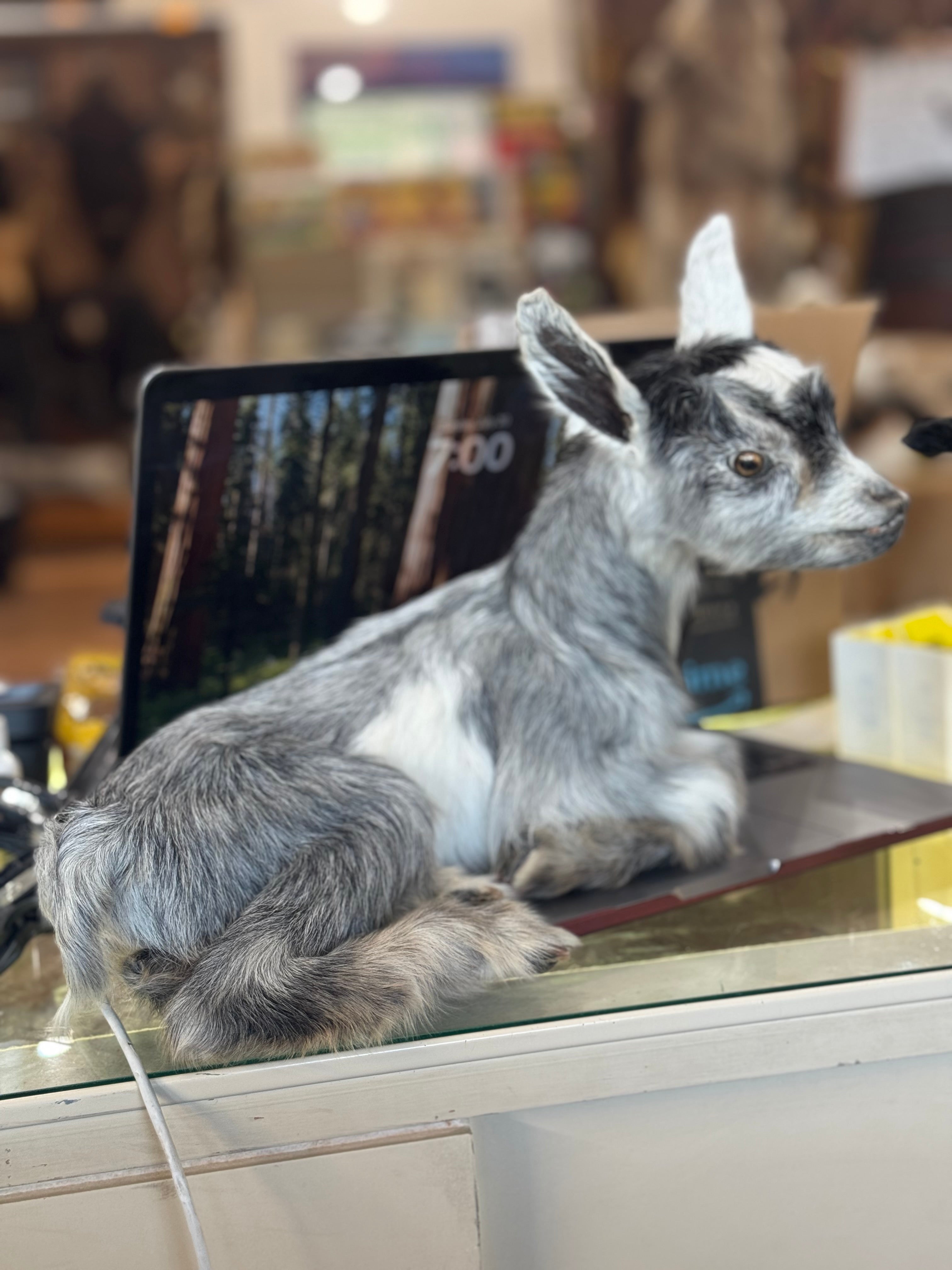 FHGOAT16- Baby goat tiny taxidermy mount free standing