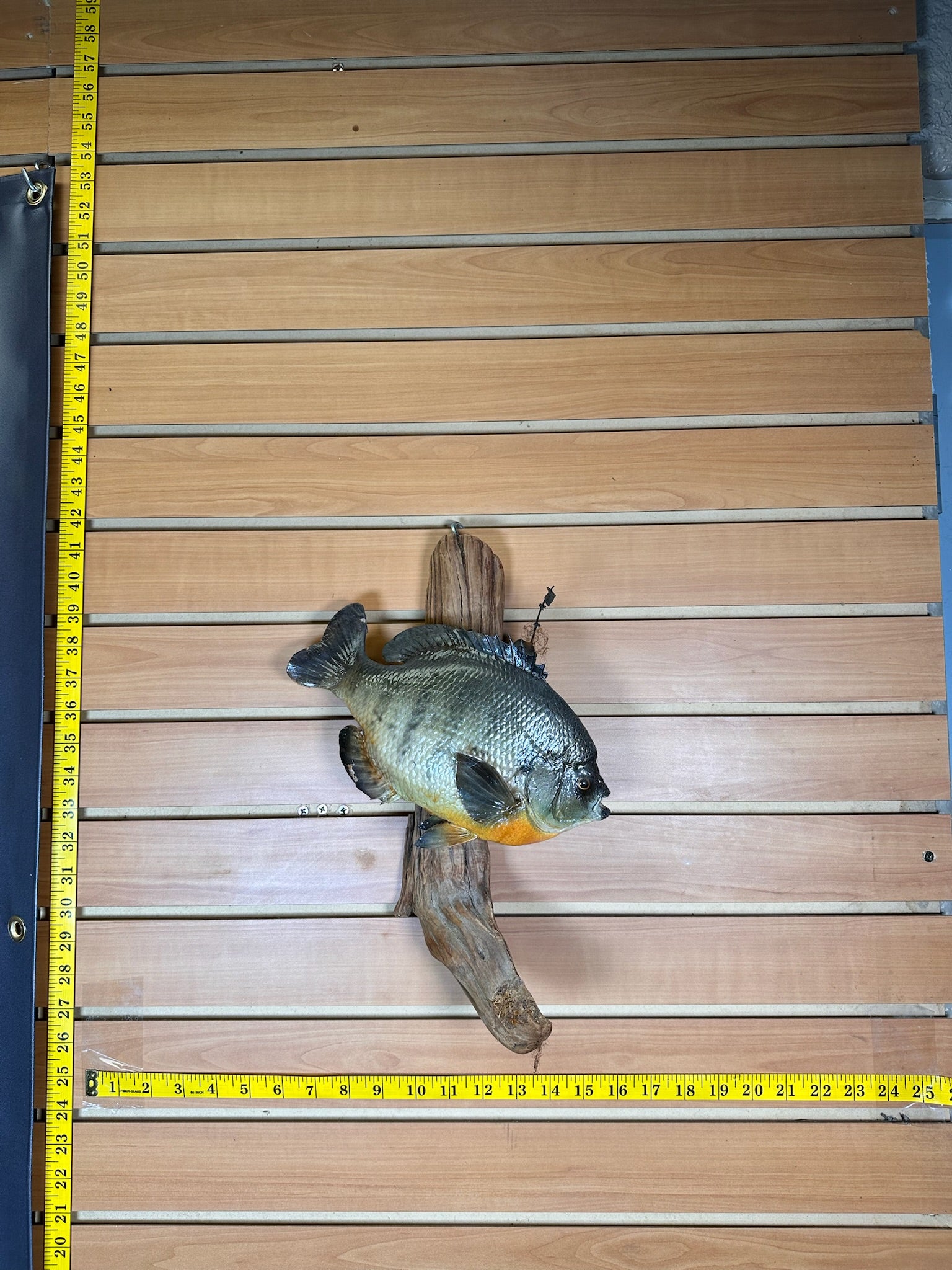 FHFISH12- Sunfish fish taxidermy mount