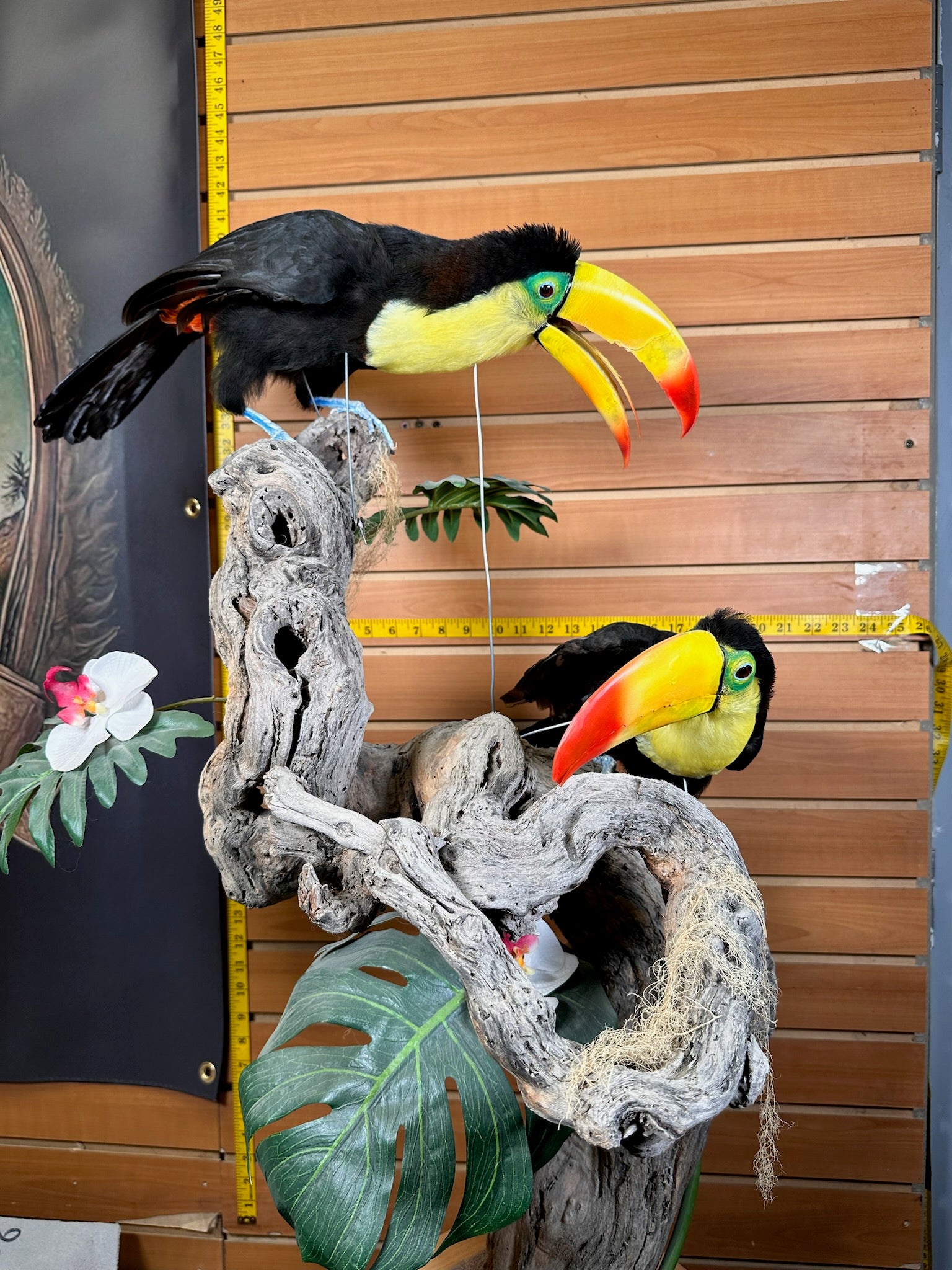 FH739-Keel billed toucans taxidermy mount - captive bred