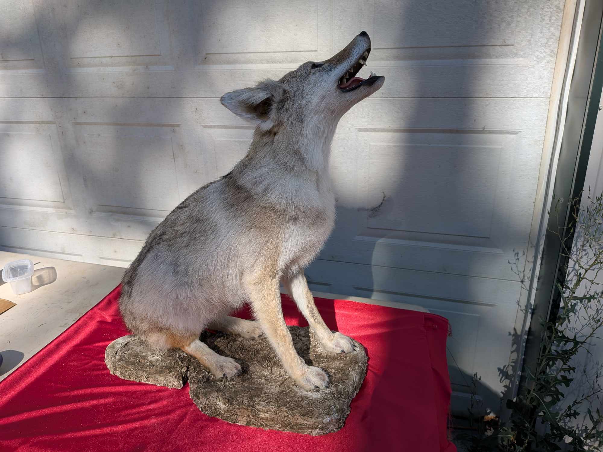 FHPATC17- howling coyote taxidermy mount