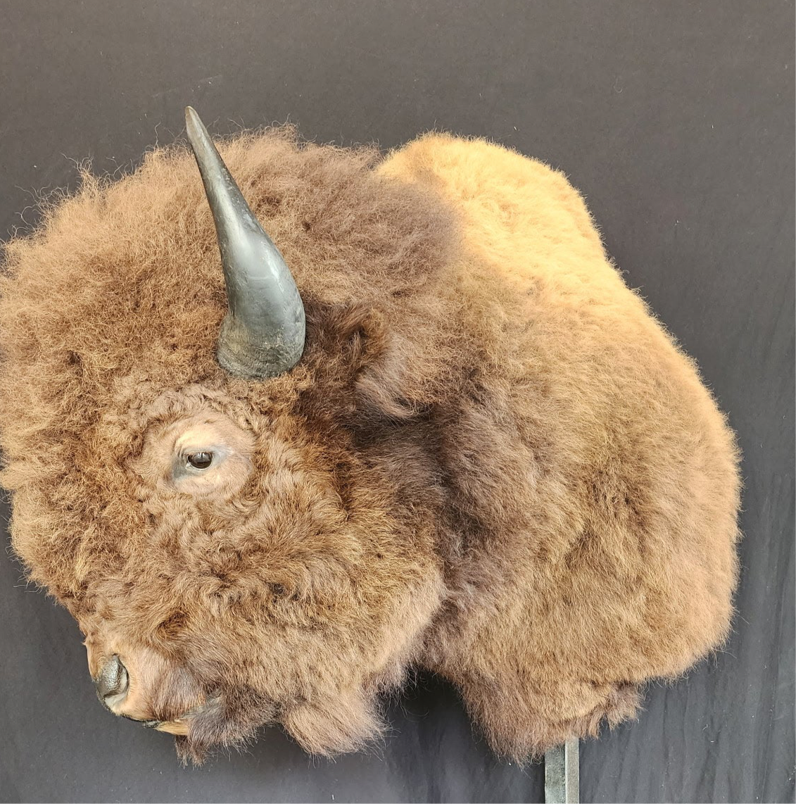 FHBRAD1 - XL Buffalo Taxidermy Shoulder mount Bull