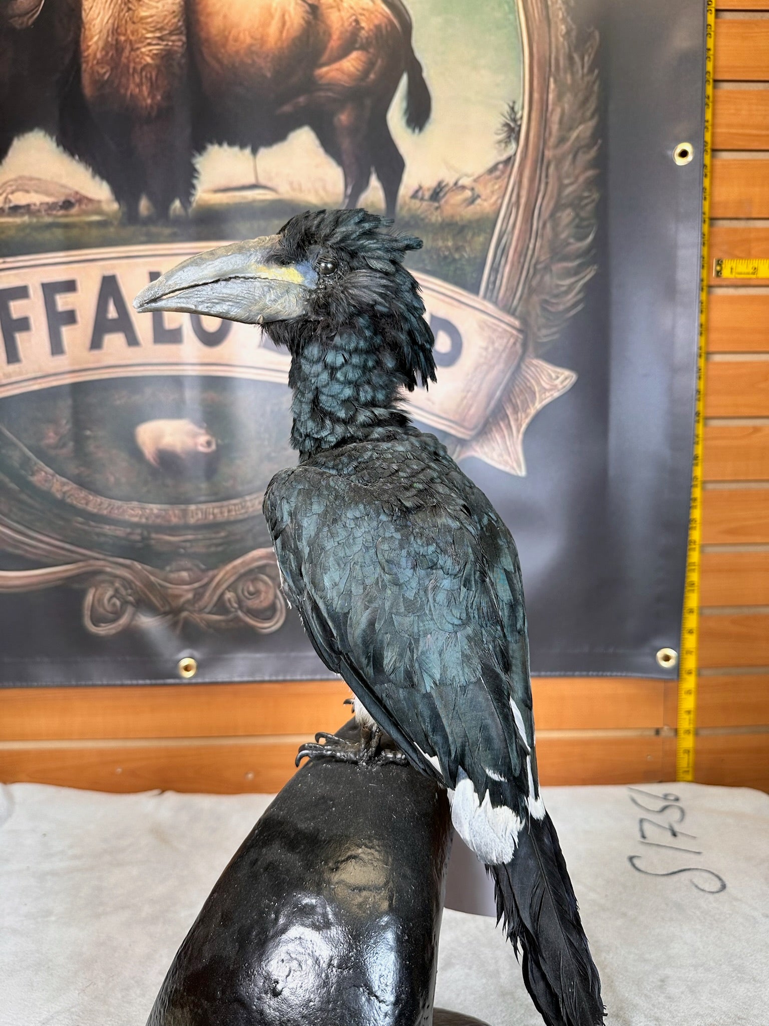 FHBIRD15- piping hornbill (Bycanistes fistulator) taxidermy mount