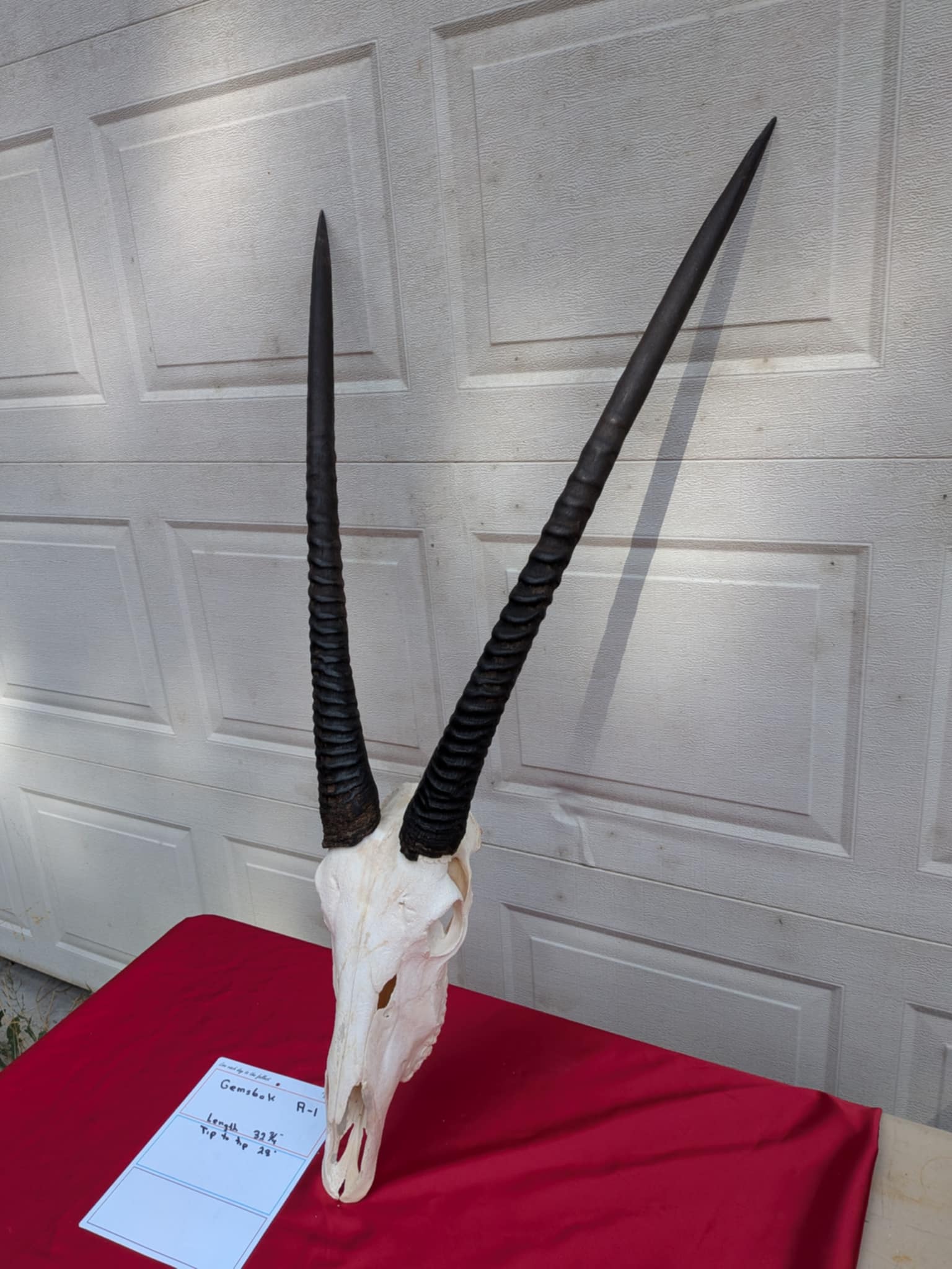 FHPATR2 - gemsbok real skull taxidermy mount