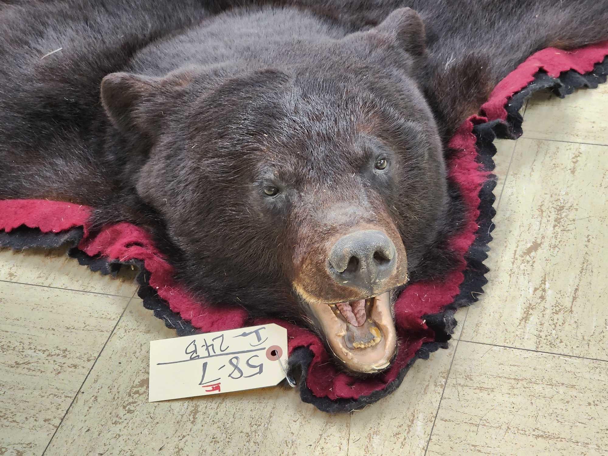 FHCM50 - premium Black Bear Rug Taxidermy