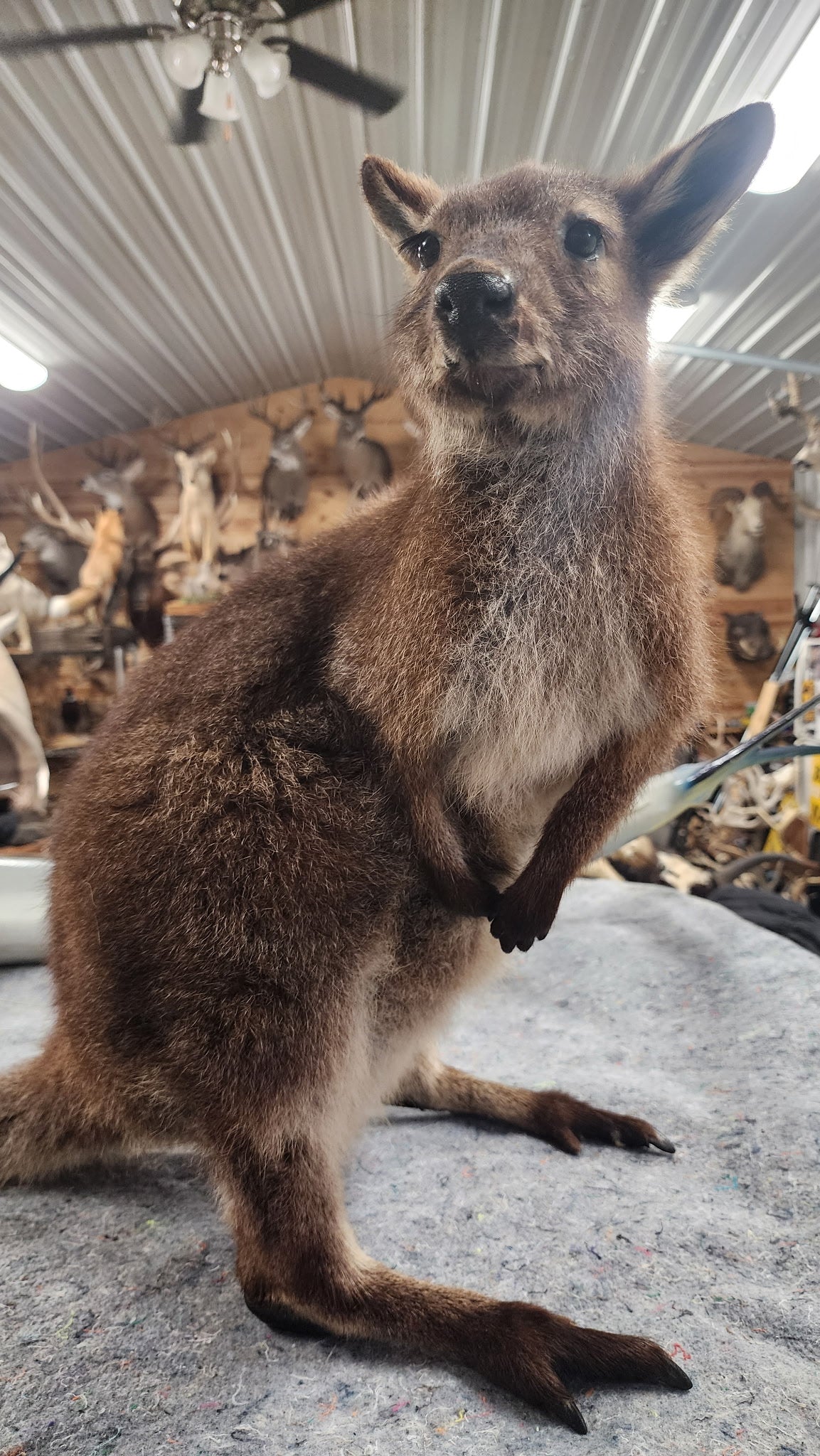 FHBRAD3 - wallaby Kangaroo Taxidermy Mount