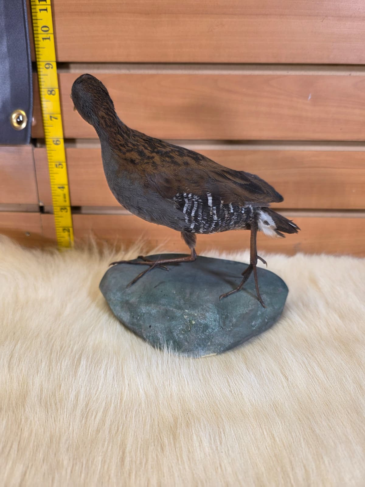 JF3 - Water Rail taxidermy bird mount