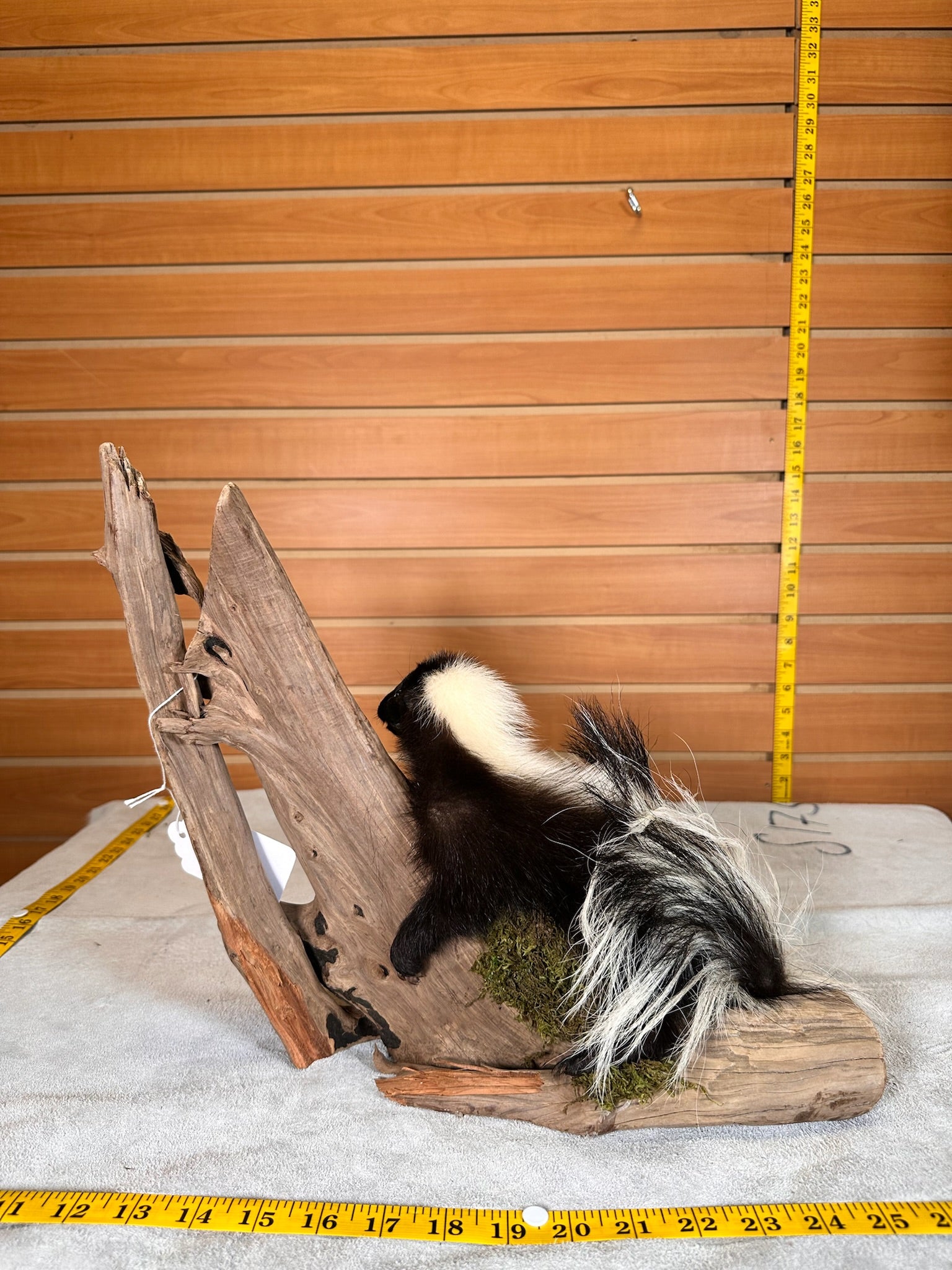 FHSKU15- baby Skunk taxidermy mount