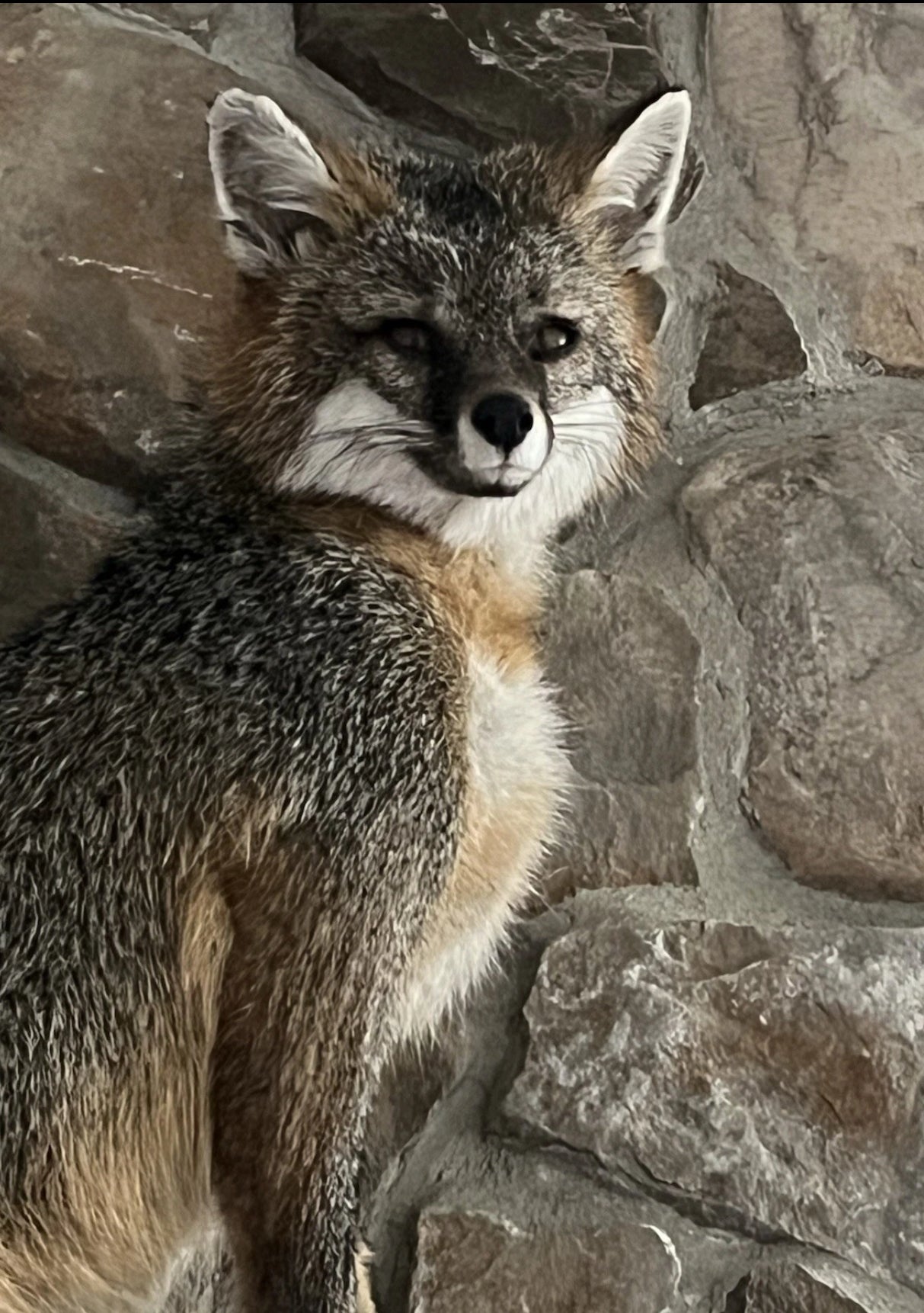 FHWA0901-Grey Fox Taxidermy Full Body Mount Cabin Camp Man Cave