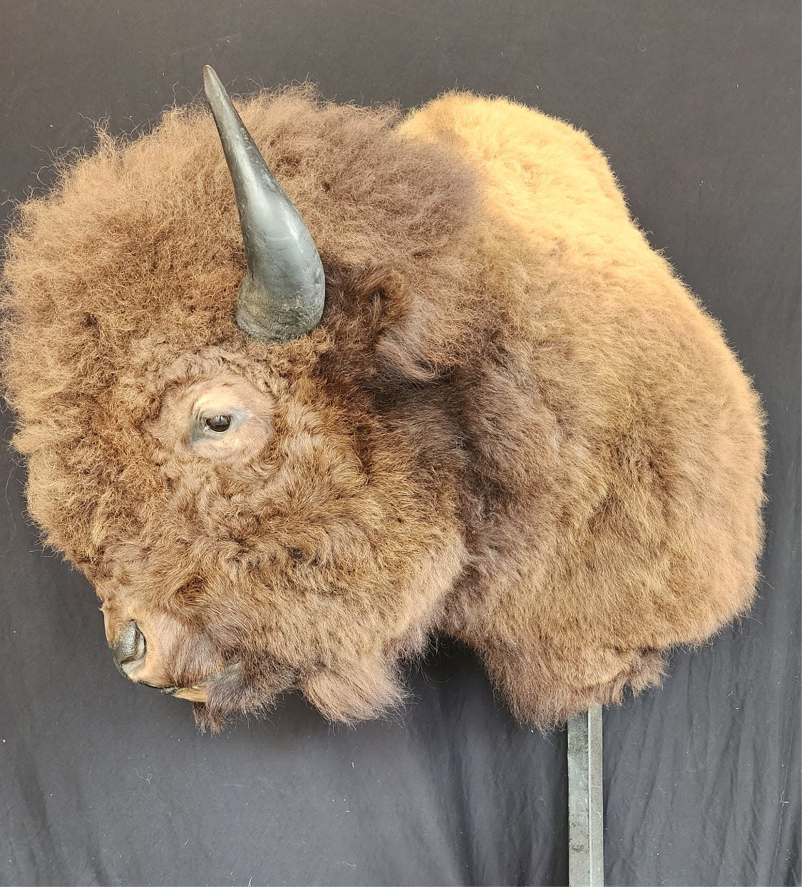 FHBRAD1 - XL Buffalo Taxidermy Shoulder mount Bull