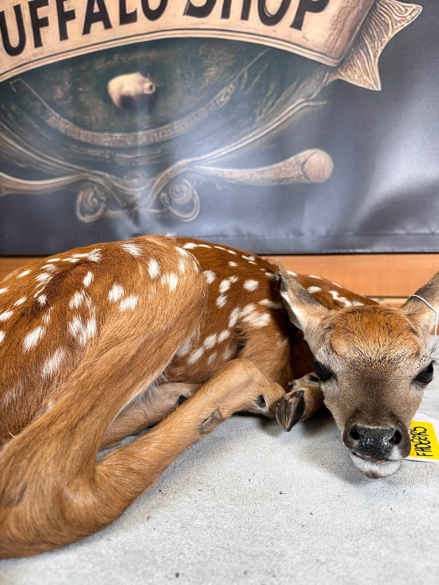 FHDEER5- Baby Deer Fawn tiny taxidermy mount