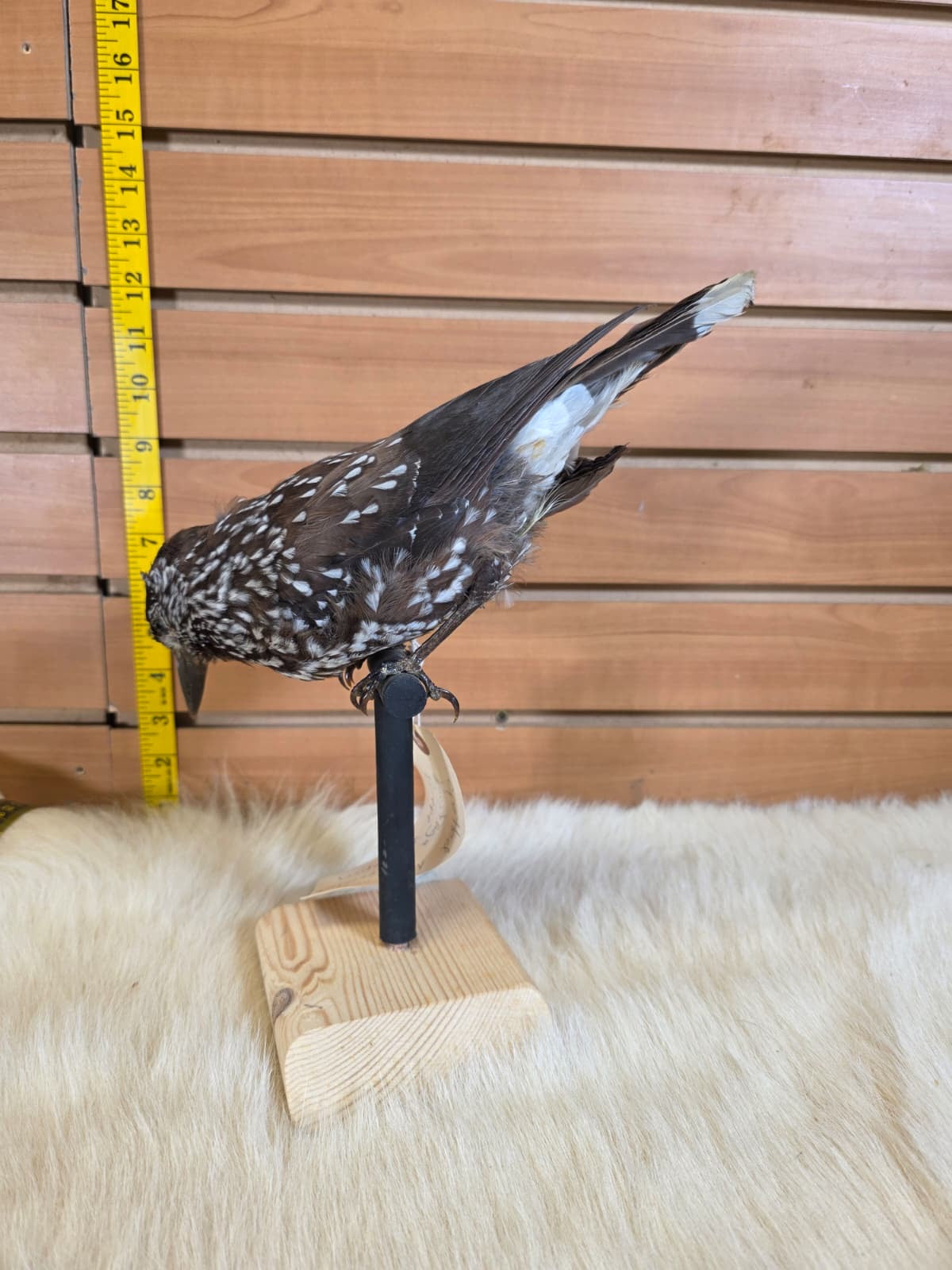 JF8 - Spotted Nuthatch taxidermy bird mount