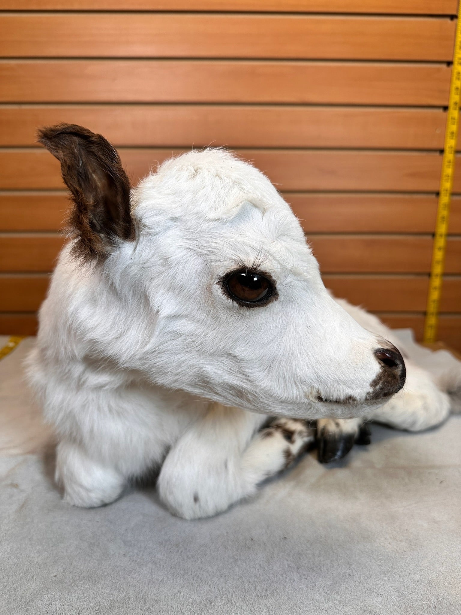 FHCOW1 - Baby British White Beef Calf Full Body Taxidermy Mount