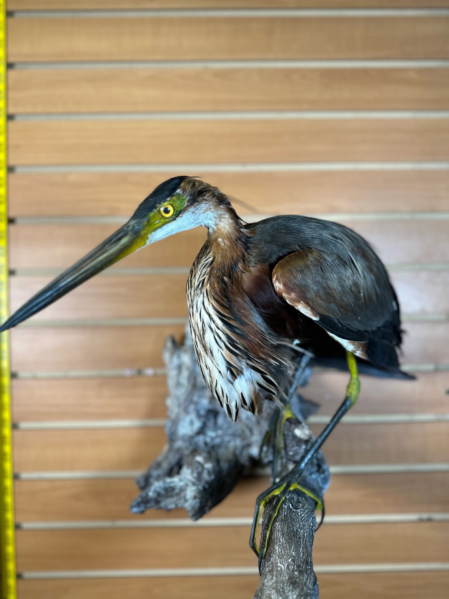 FHART12- Purple Heron taxidermy mount