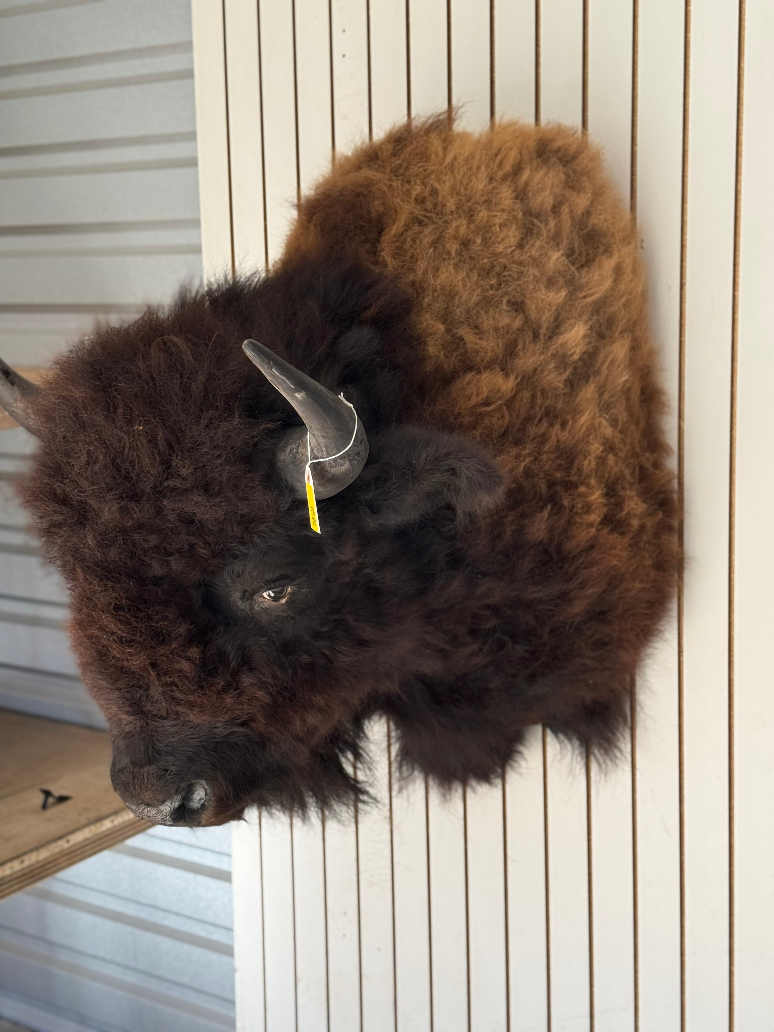 FHDAR352-XL Buffalo Taxidermy Shoulder mount Bull