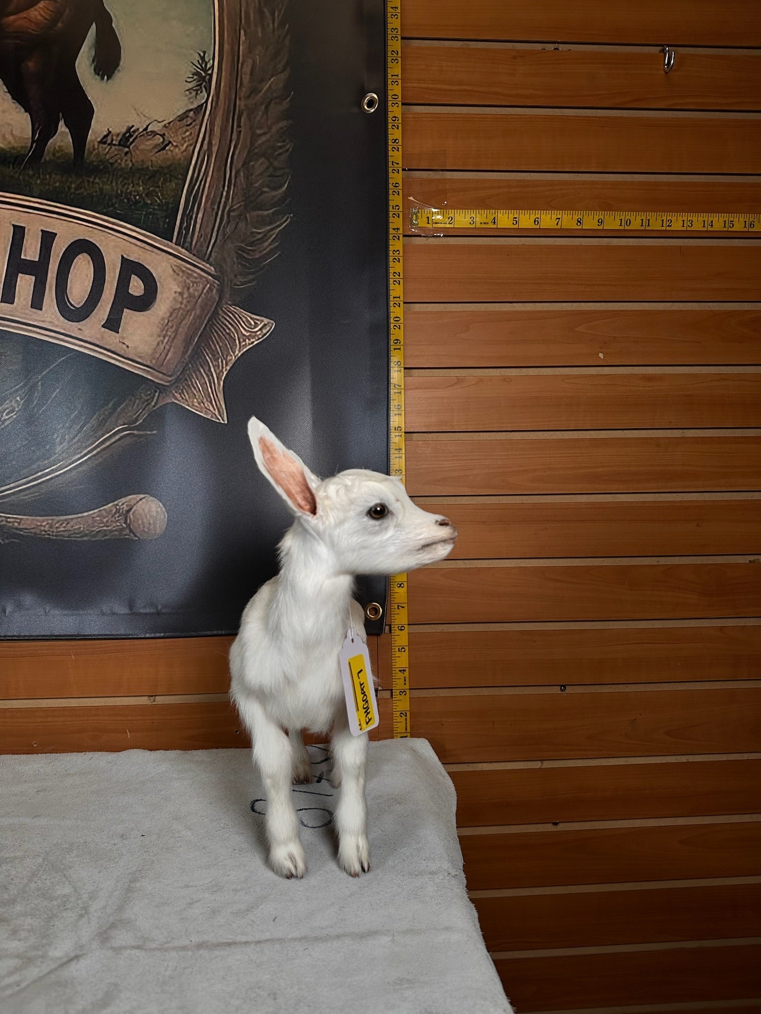 FHGOAT7- Baby goat tiny taxidermy mount free standing