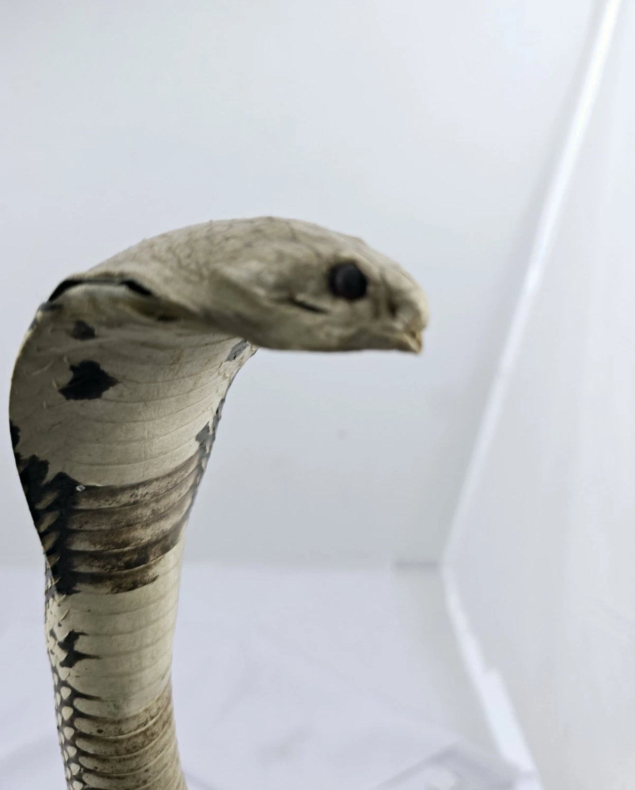 FHCOB0724 - 24” Real Cobra Taxidermy Snake Mount
