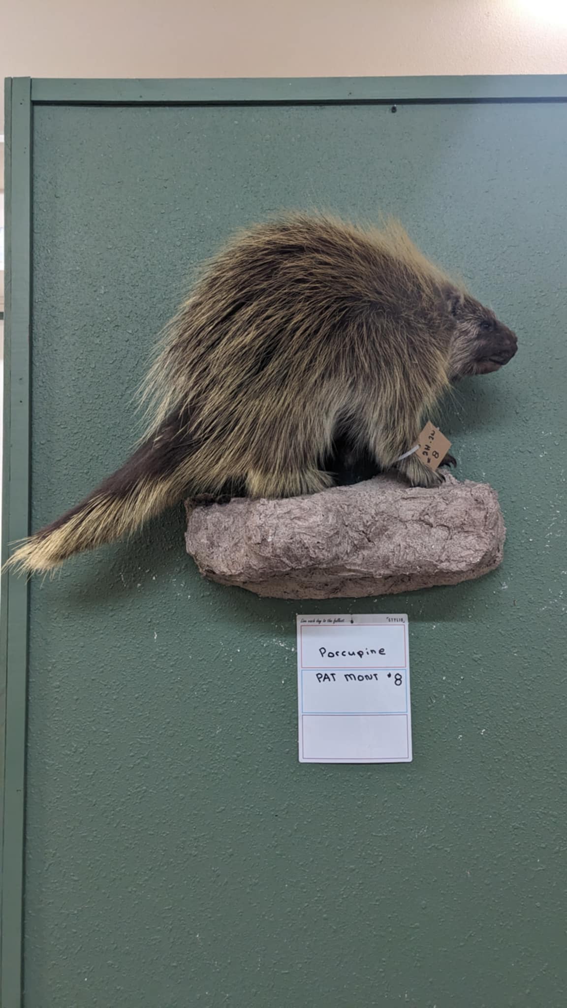 FHPAT8-premium porcupine taxidermy wall mount