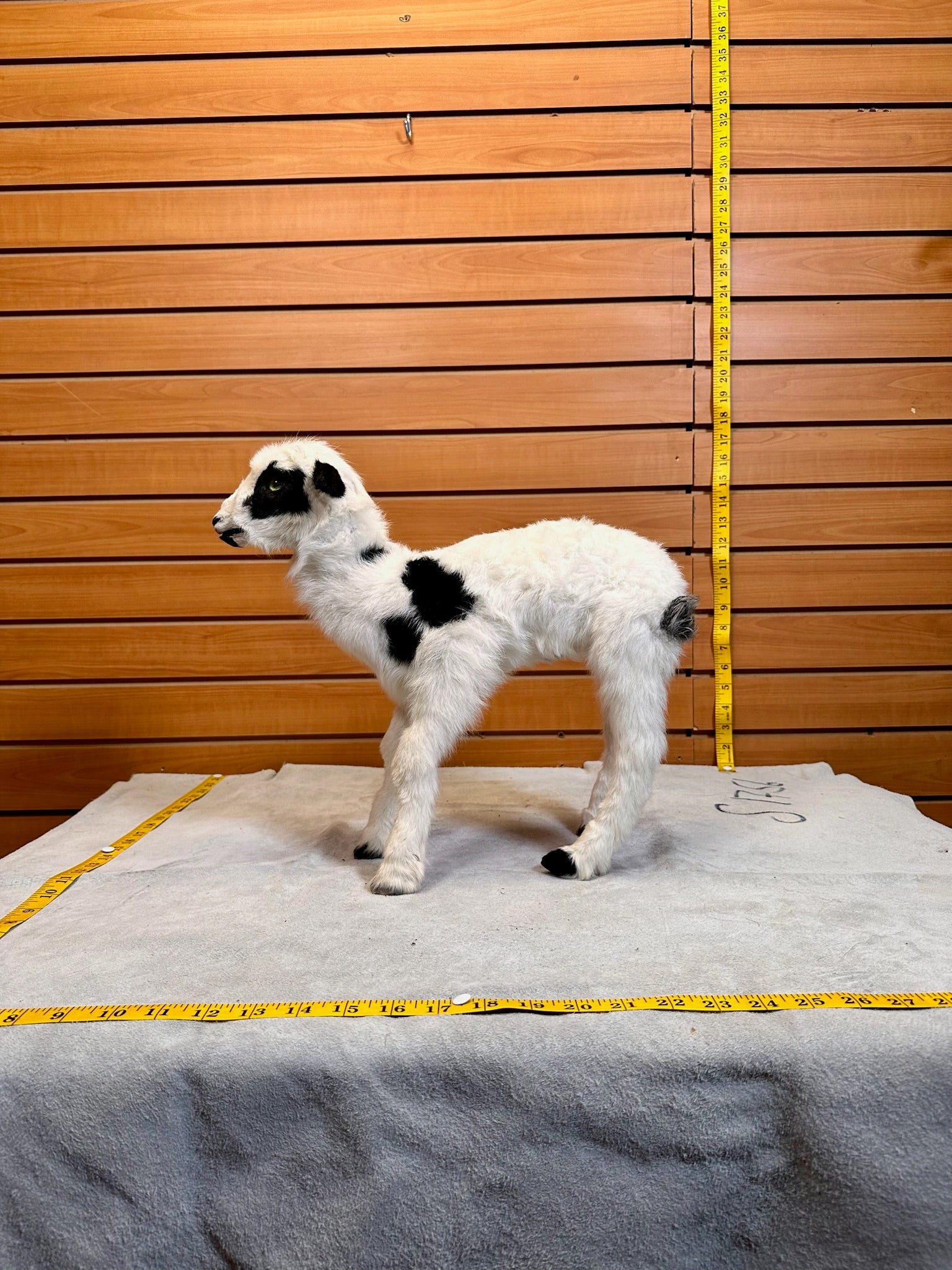 FH231-Lamb taxidermy mount