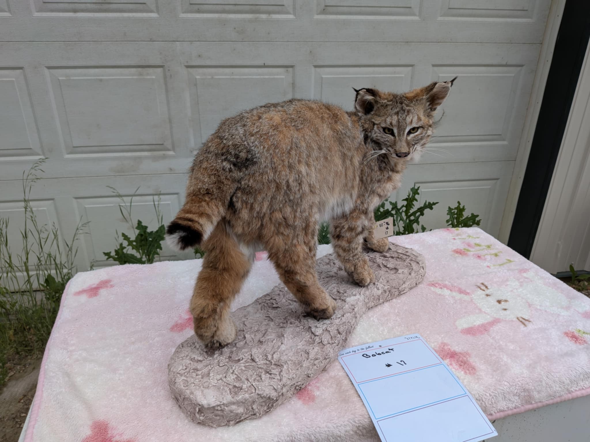 FHPAT21-BOBCAT TAXIDERMY Mount (Lynx rufus)