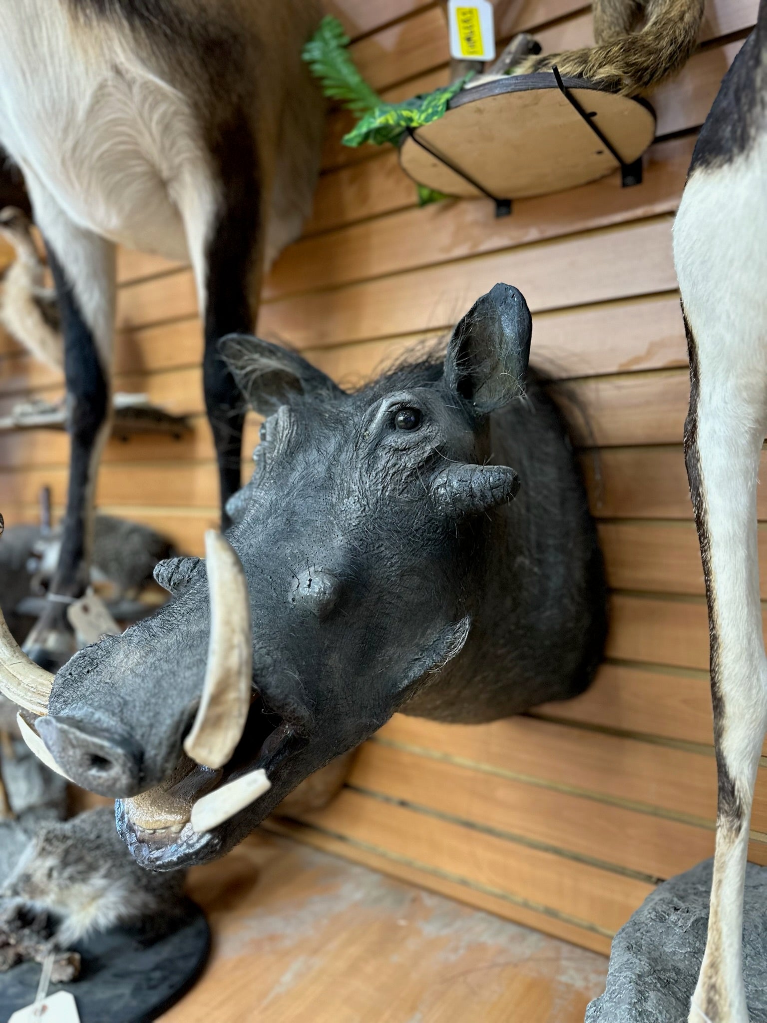 FHHOG1- warthog real tusks taxidermy mount