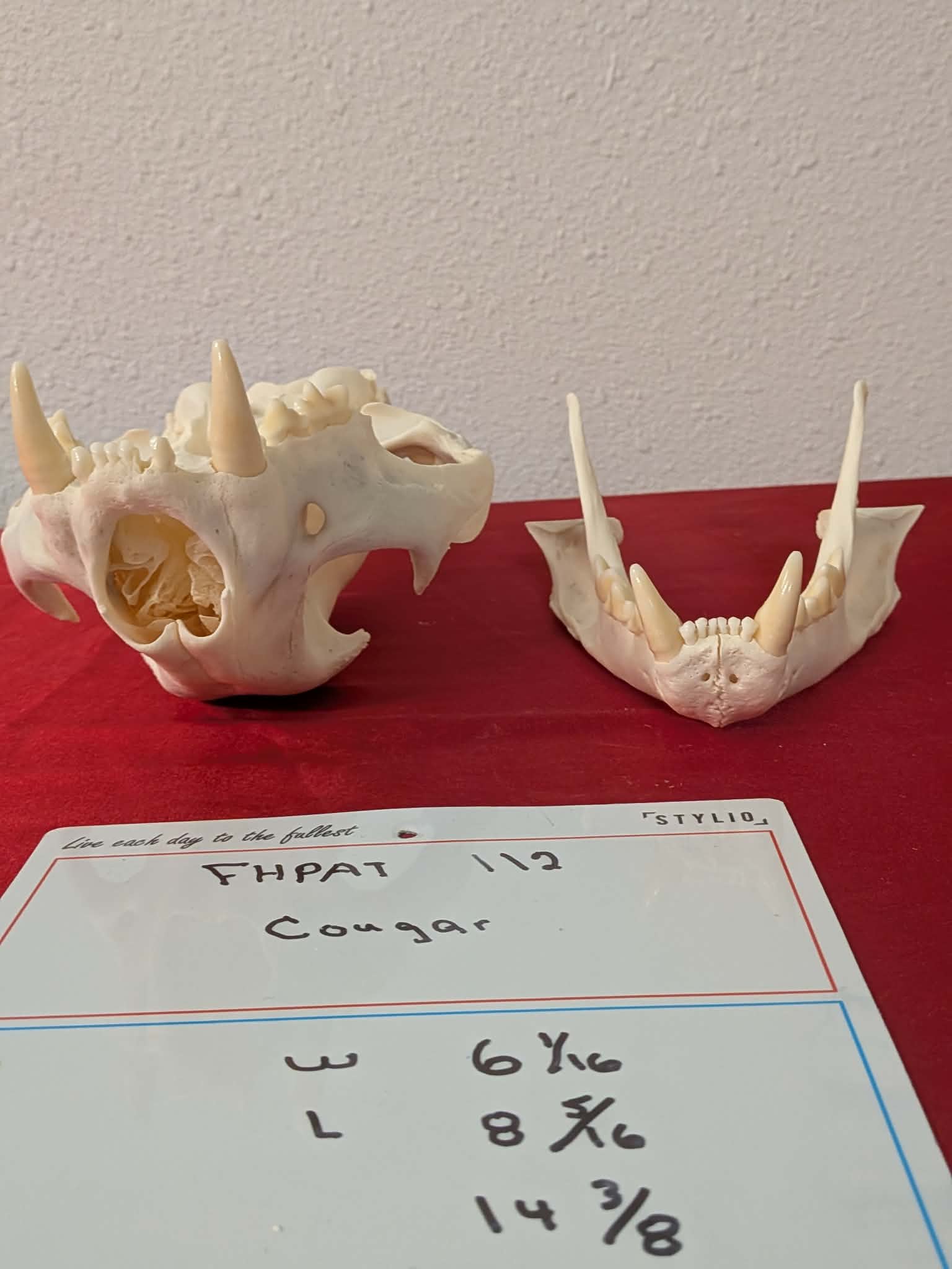 FHPAT112 - real Cougar Skull