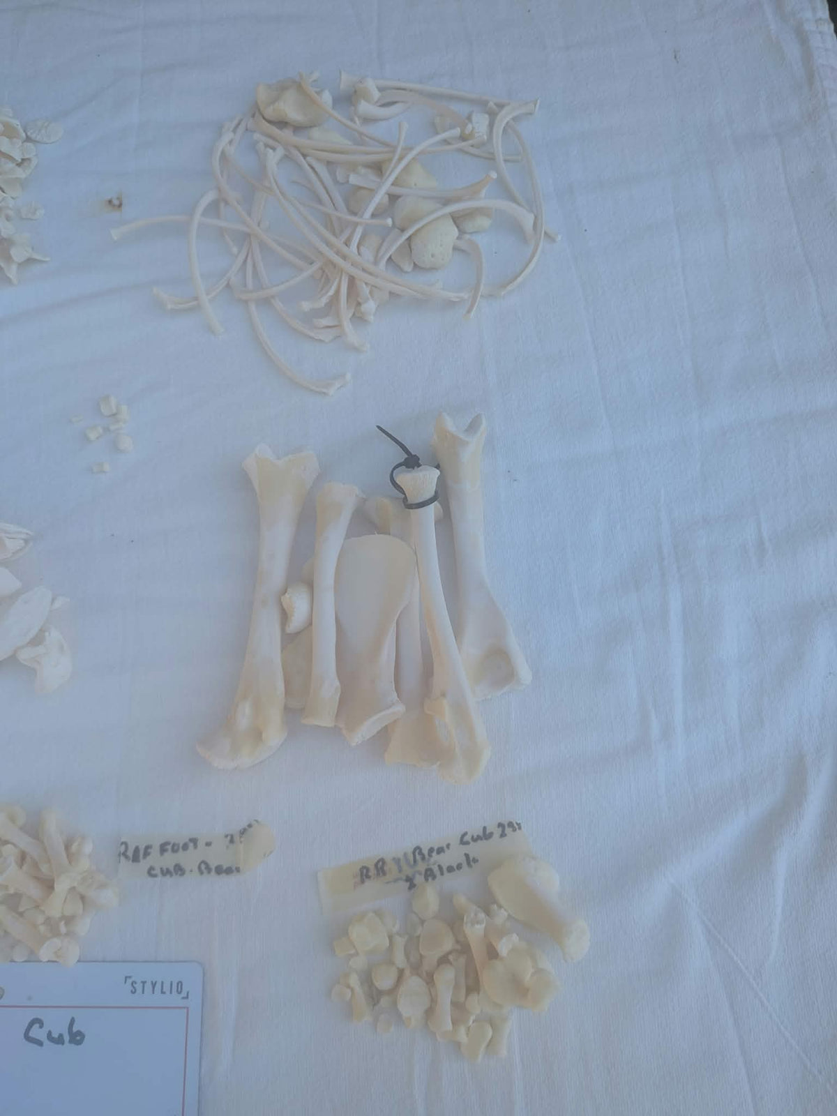 FHPAT235 - black bear cub baby Skeleton Professionally Cleaned For Articulation