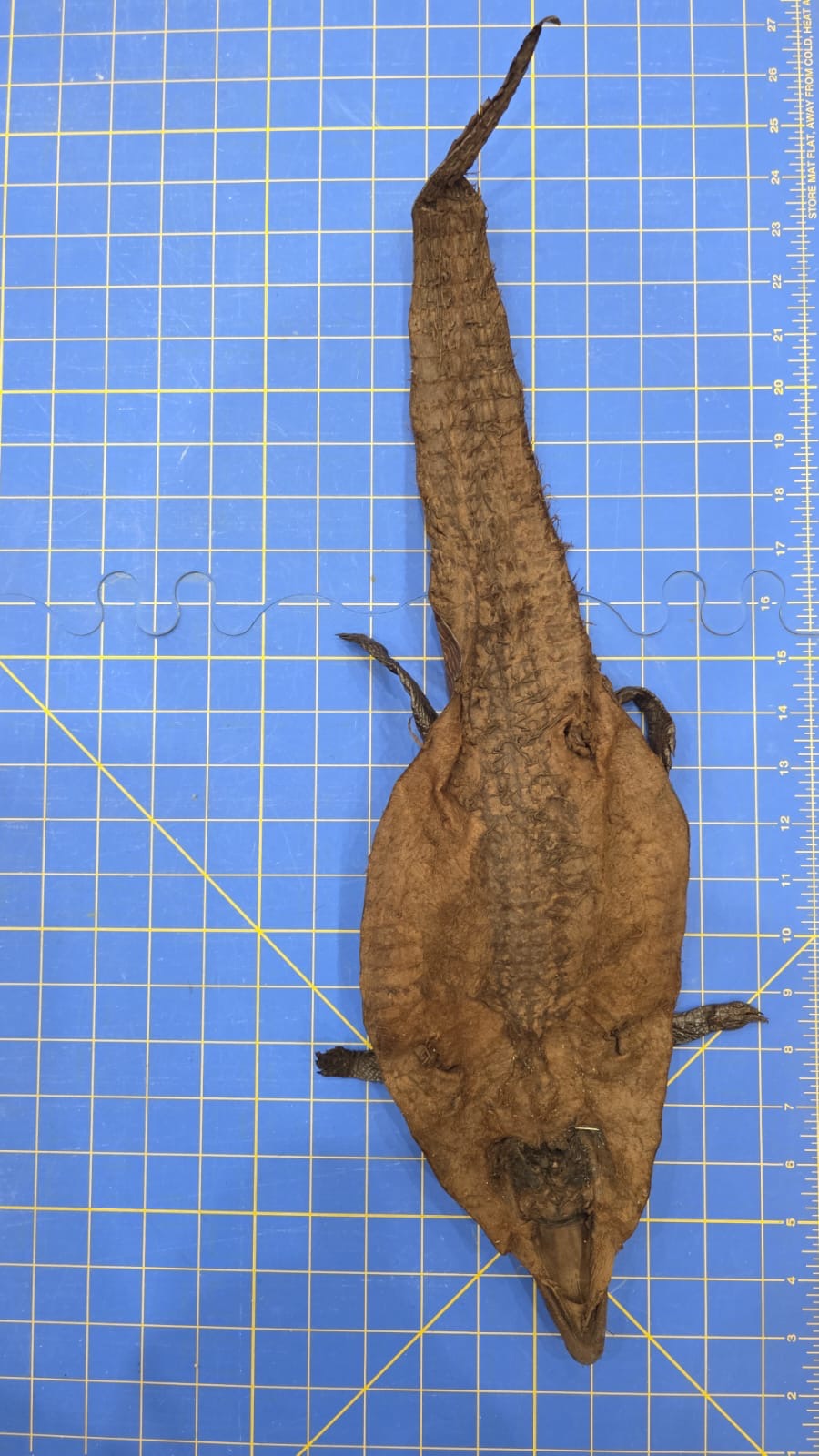 Jvn6 - Dyed Alligator Skin Pelt Leather