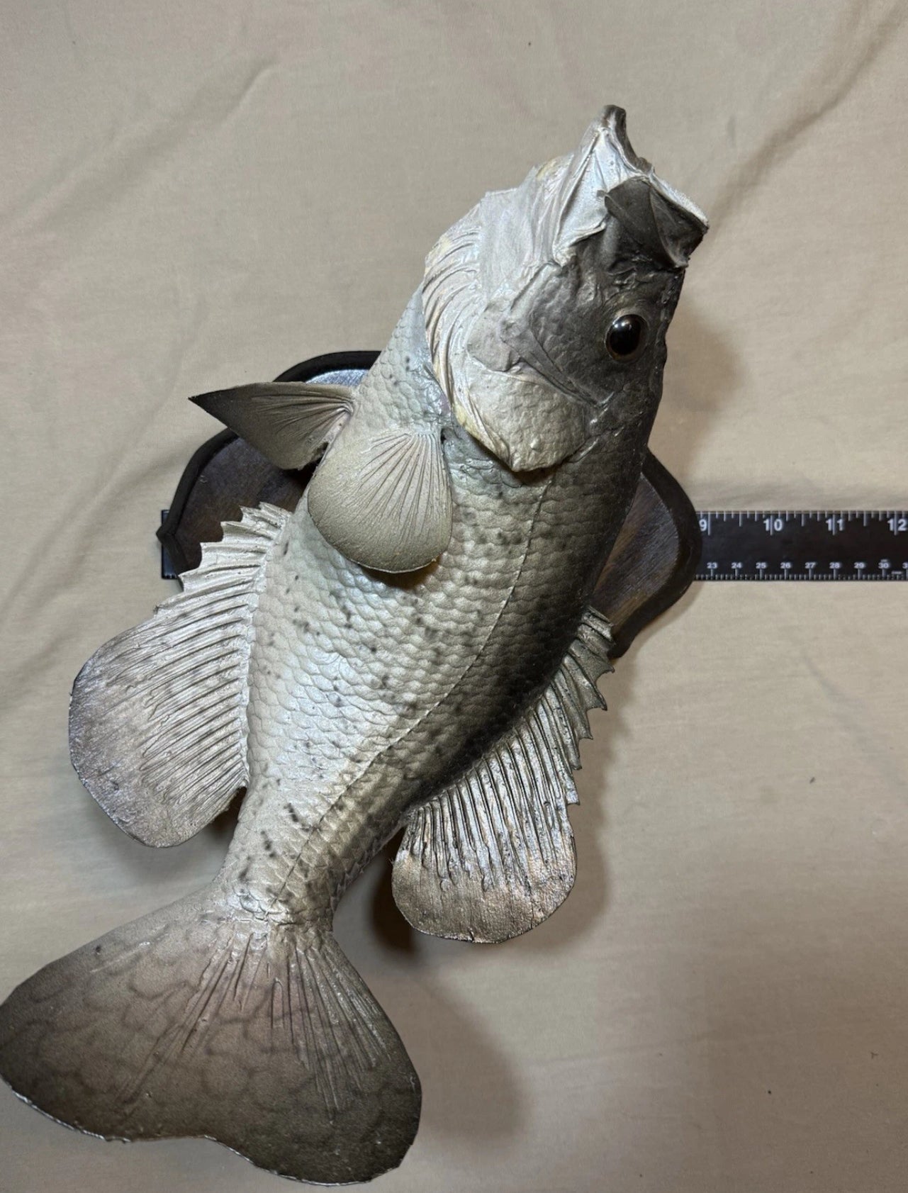 FHEB0817 - 12.5 Inch Crappie Taxidermy Mount
