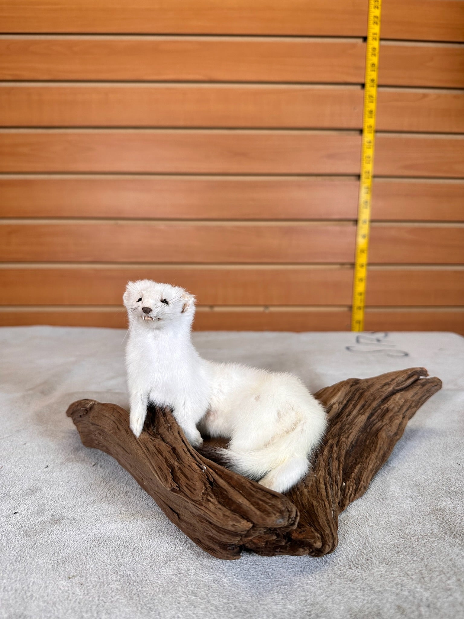 FHWEAS30 - Beautiful Adorable Weasel Ermine Small Animal Taxidermy