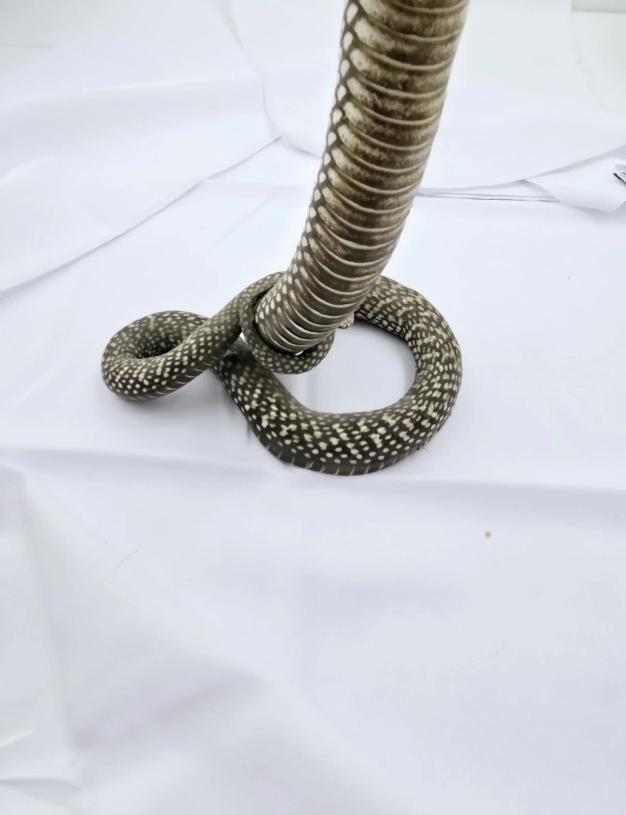 FHCOB0724 - 24” Real Cobra Taxidermy Snake Mount