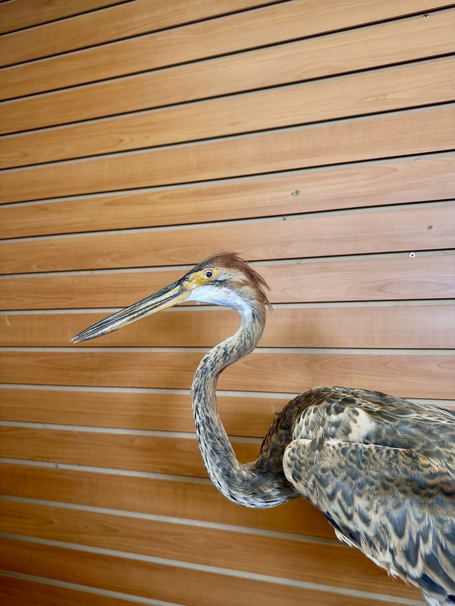 FH232- Purple Heron taxidermy mount