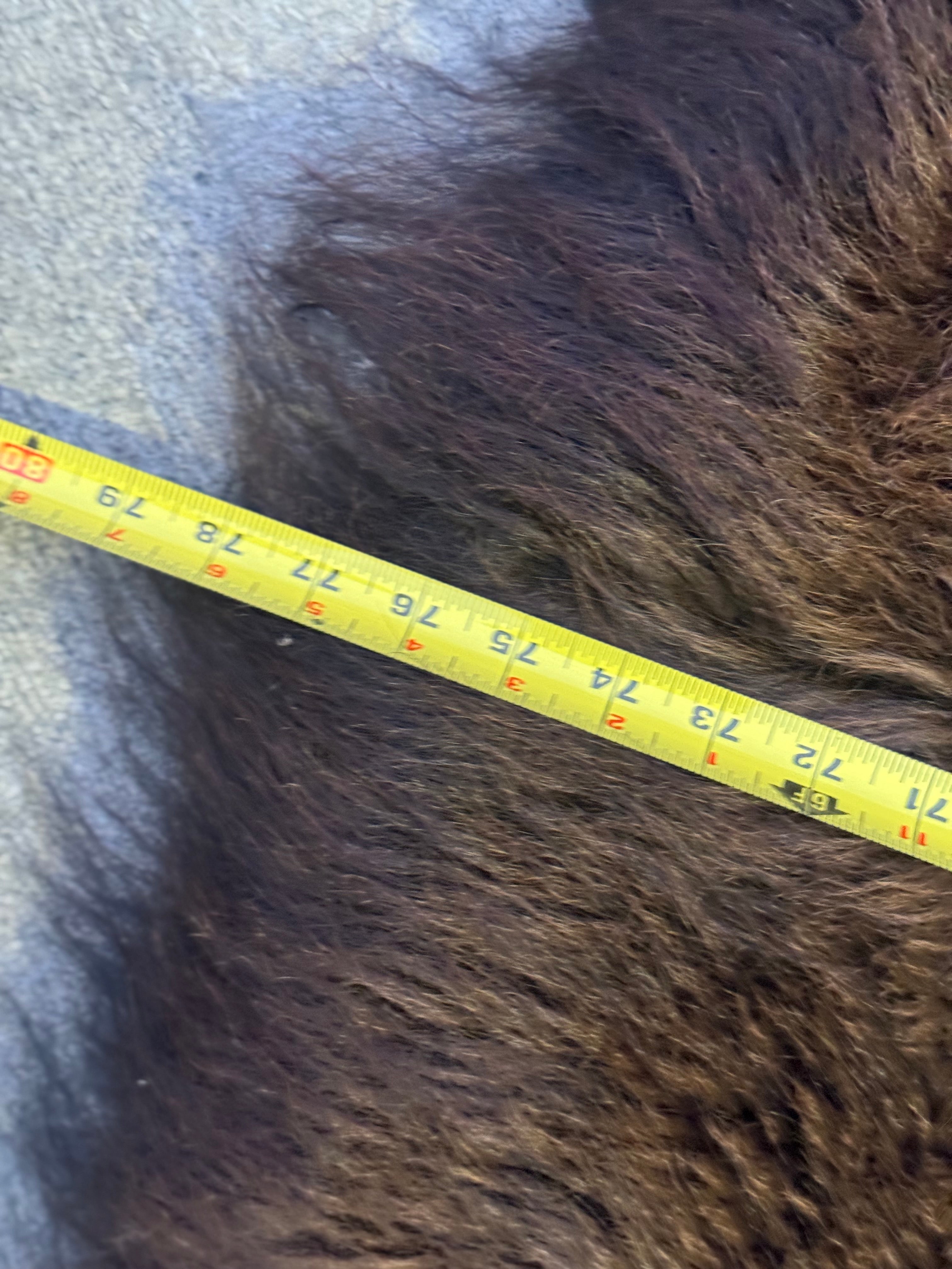 FHWA556 - XXL premium Prime Real Buffalo / Bison Fresh Taxidermy Rug Hide