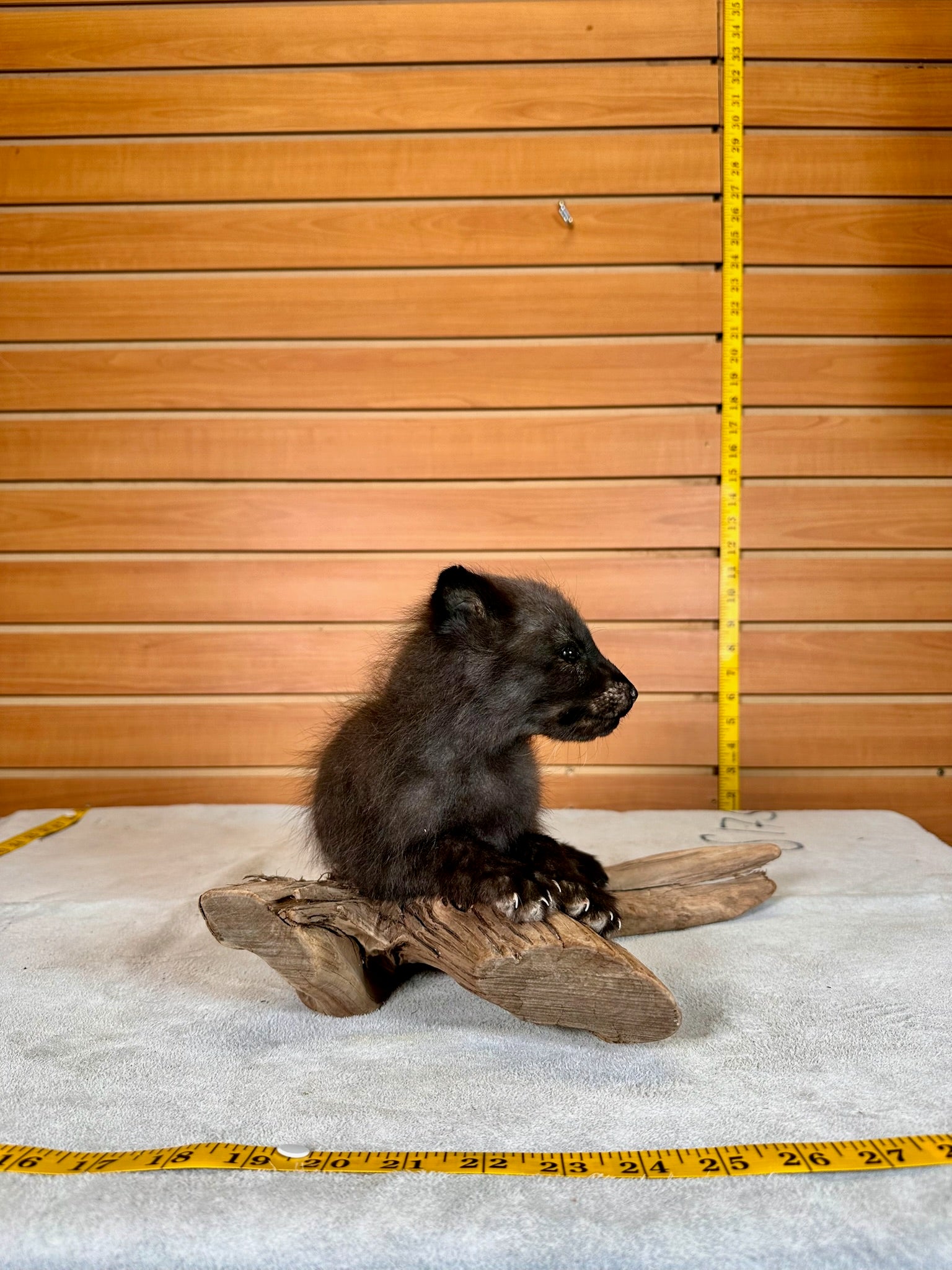 FHBFOX4- baby fox taxidermy mount